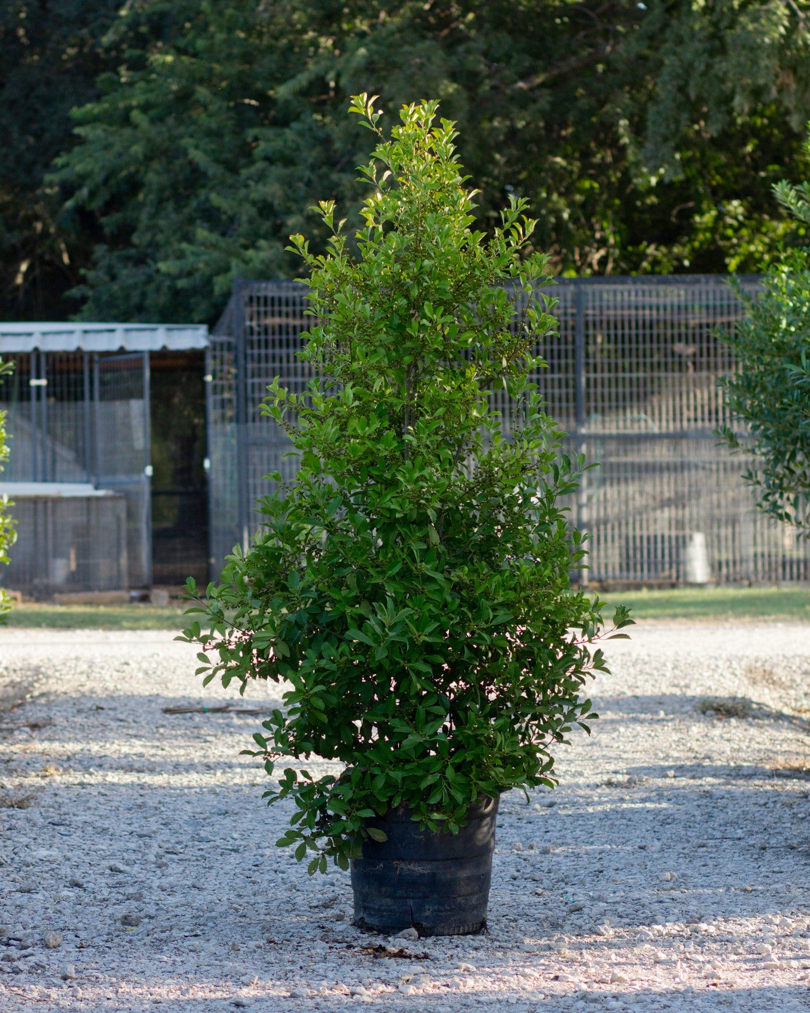 Savannah Holly Full to Ground - view 3