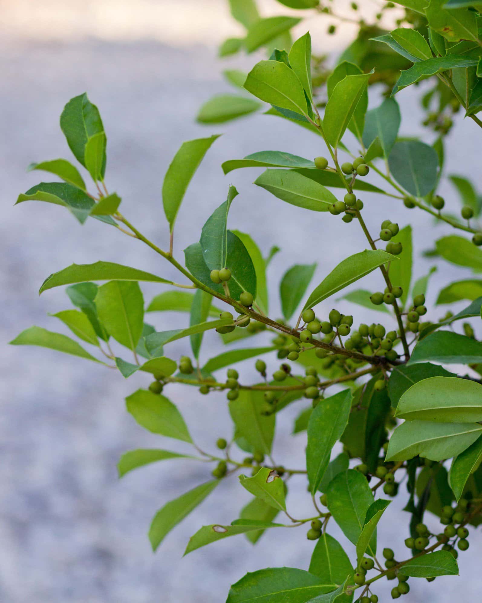 Savannah Holly Full to Ground - Image 3