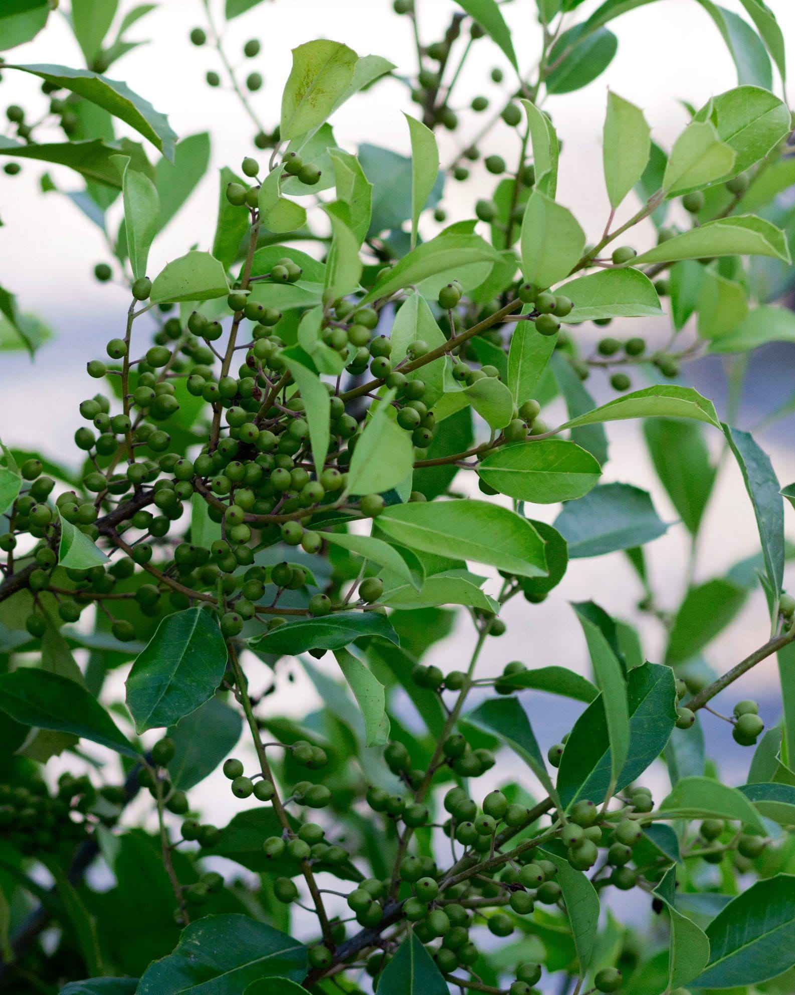 Savannah Holly Full to Ground - view 5