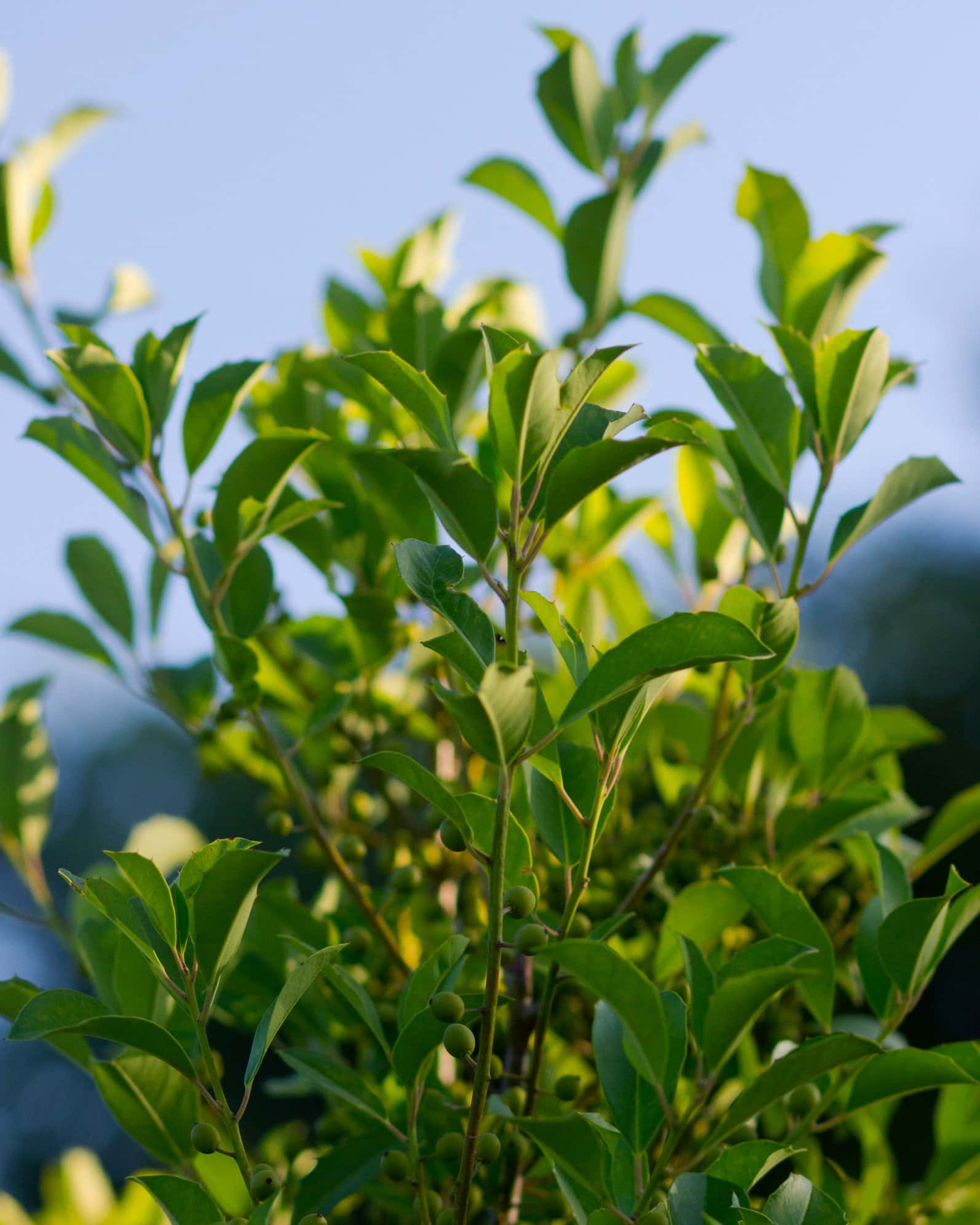 Savannah Holly Full to Ground - Image 5