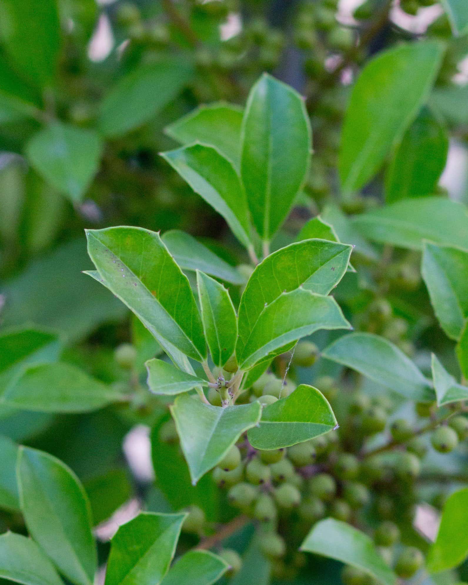 Savannah Holly Full to Ground - Image 6
