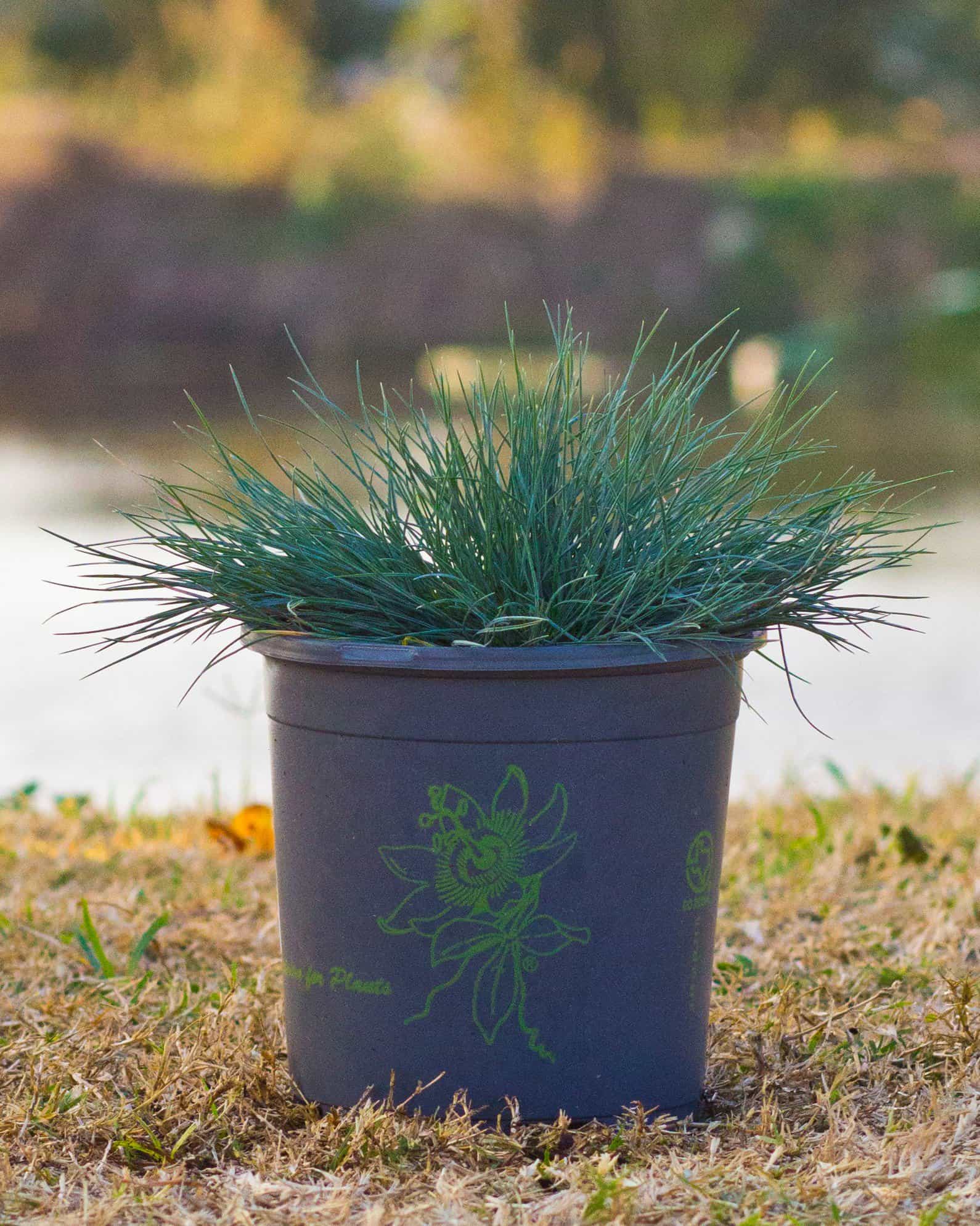 Cool as Ice Blue Fescue - view 2