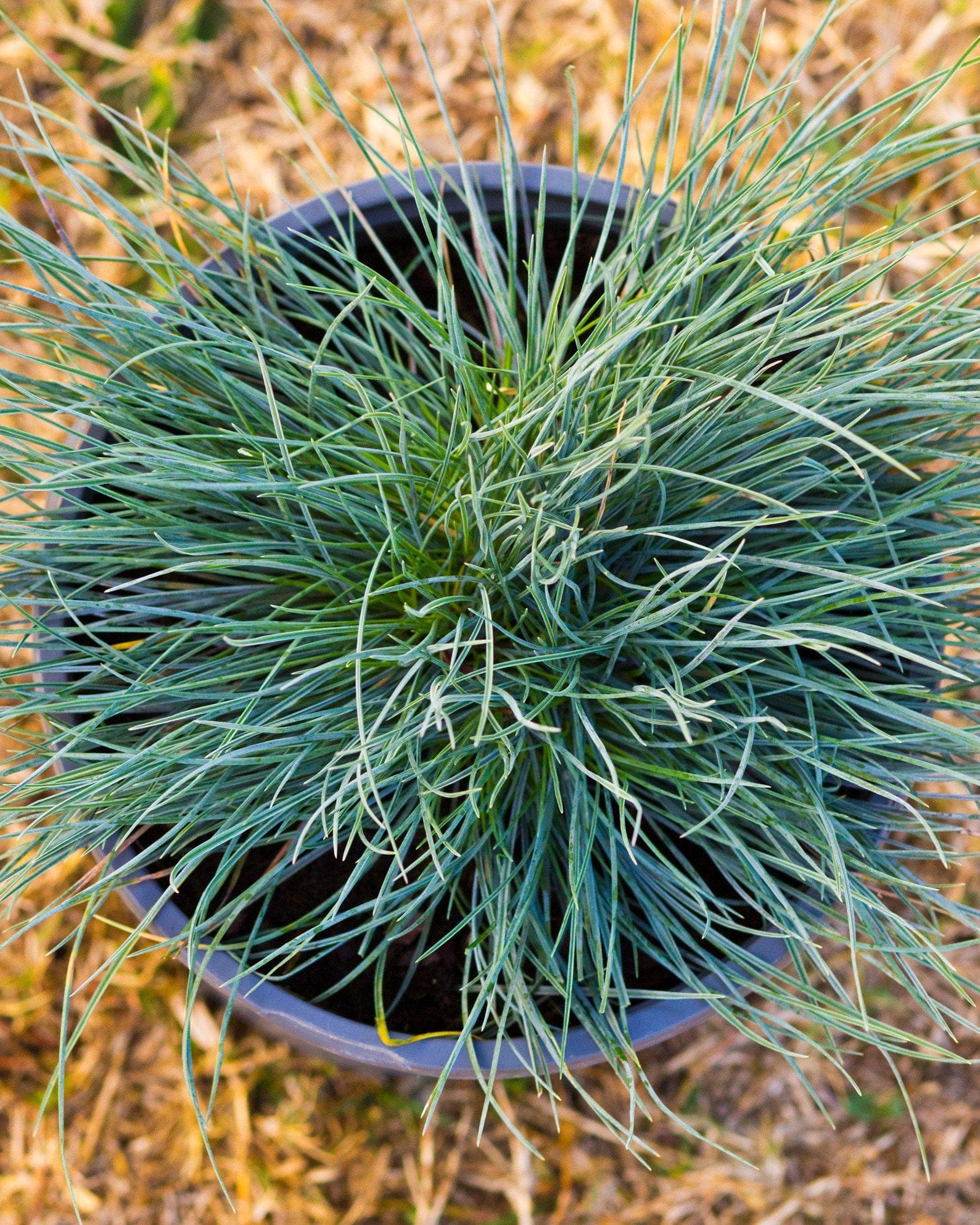 Cool as Ice Blue Fescue - view 3