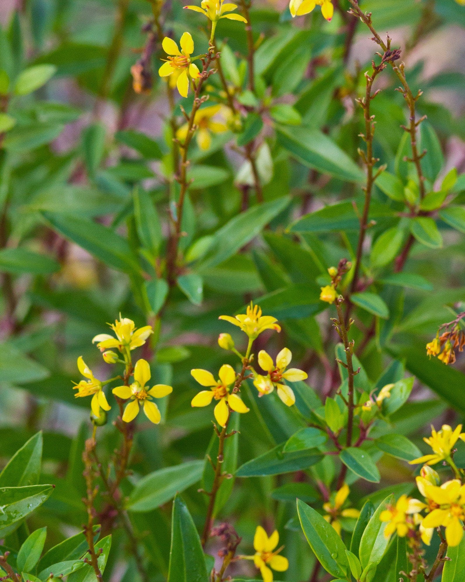 Golden Thryallis - view 3