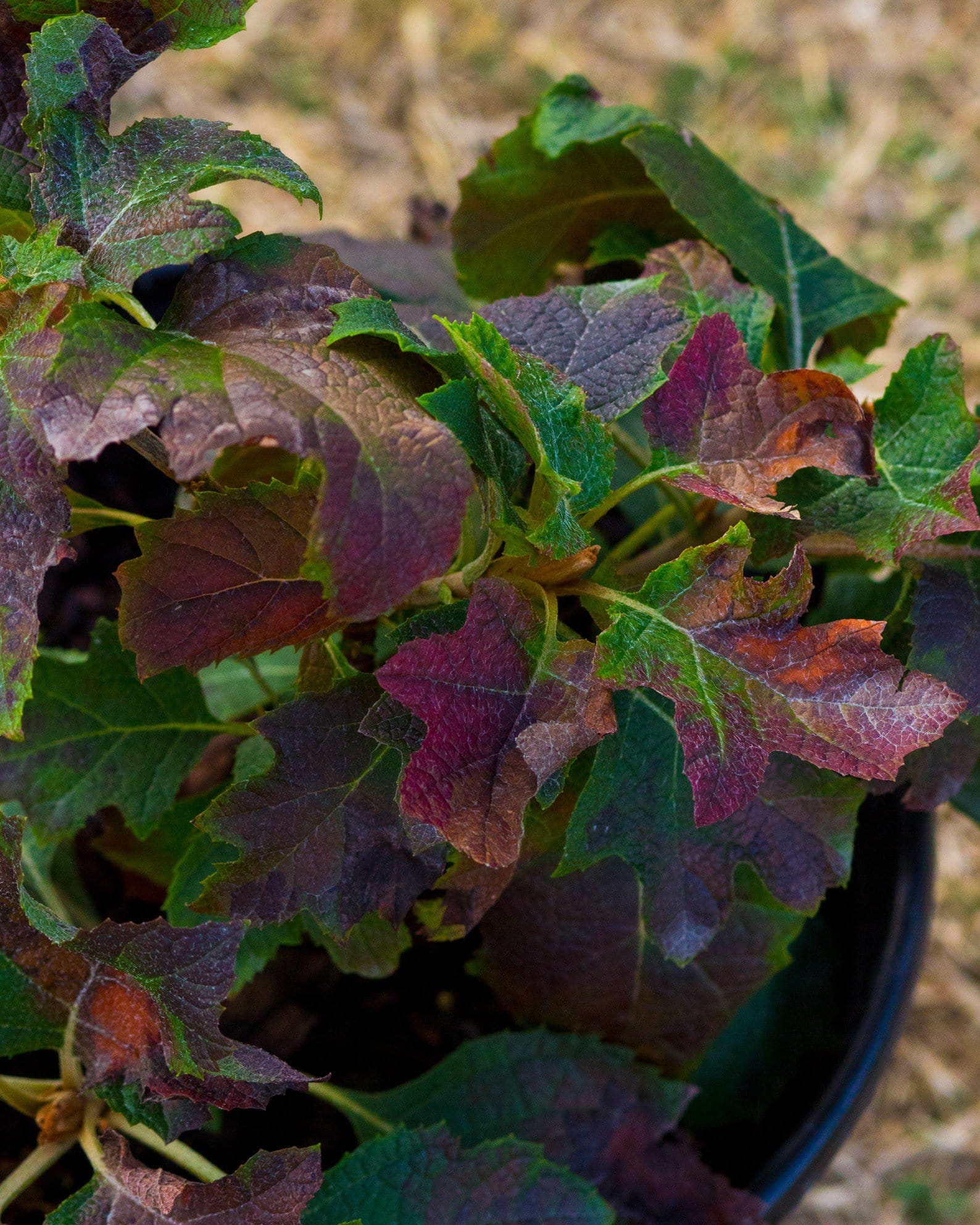 Oakleaf Hydrangea Ruby Slippers - view 3