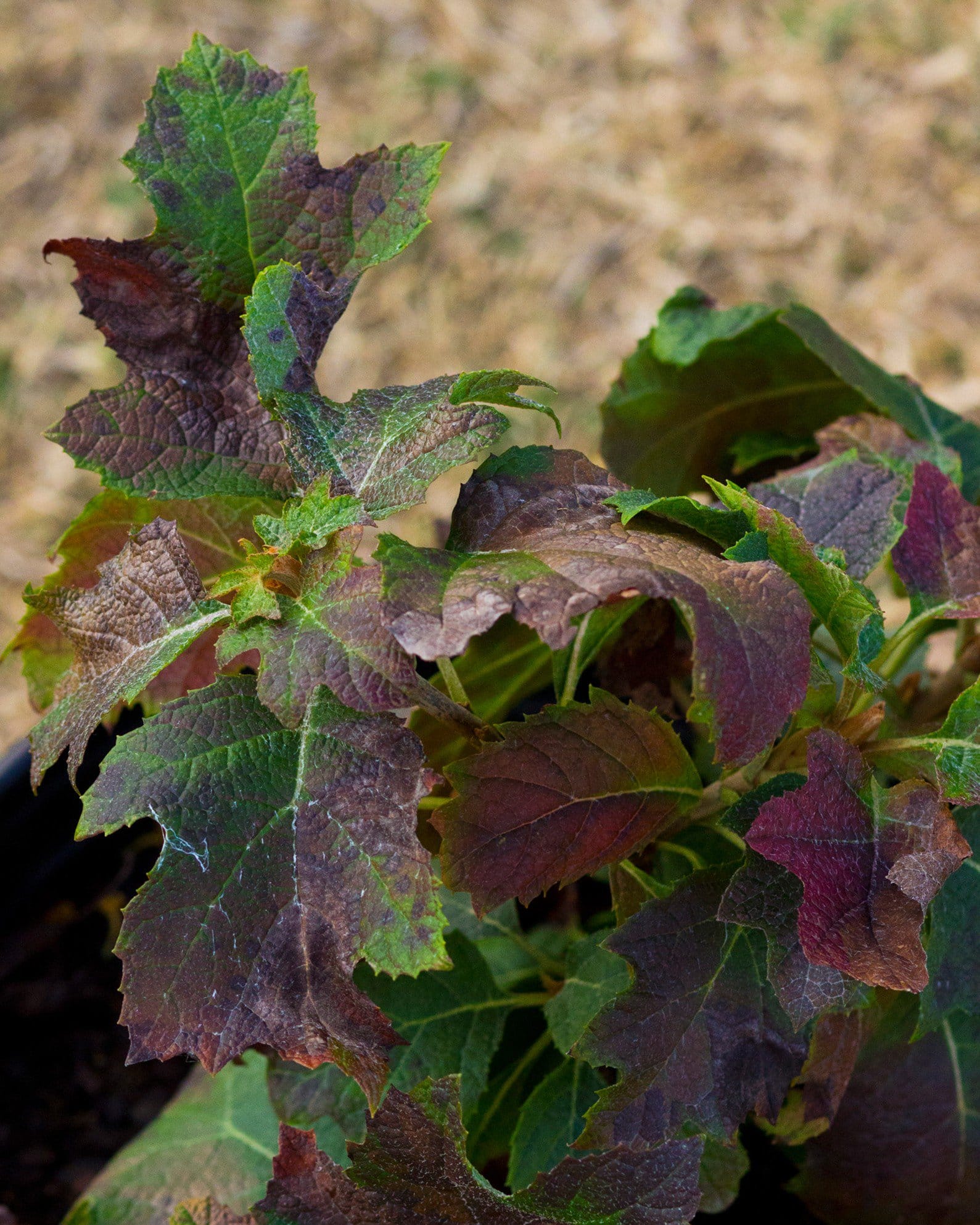 Oakleaf Hydrangea Ruby Slippers - view 4