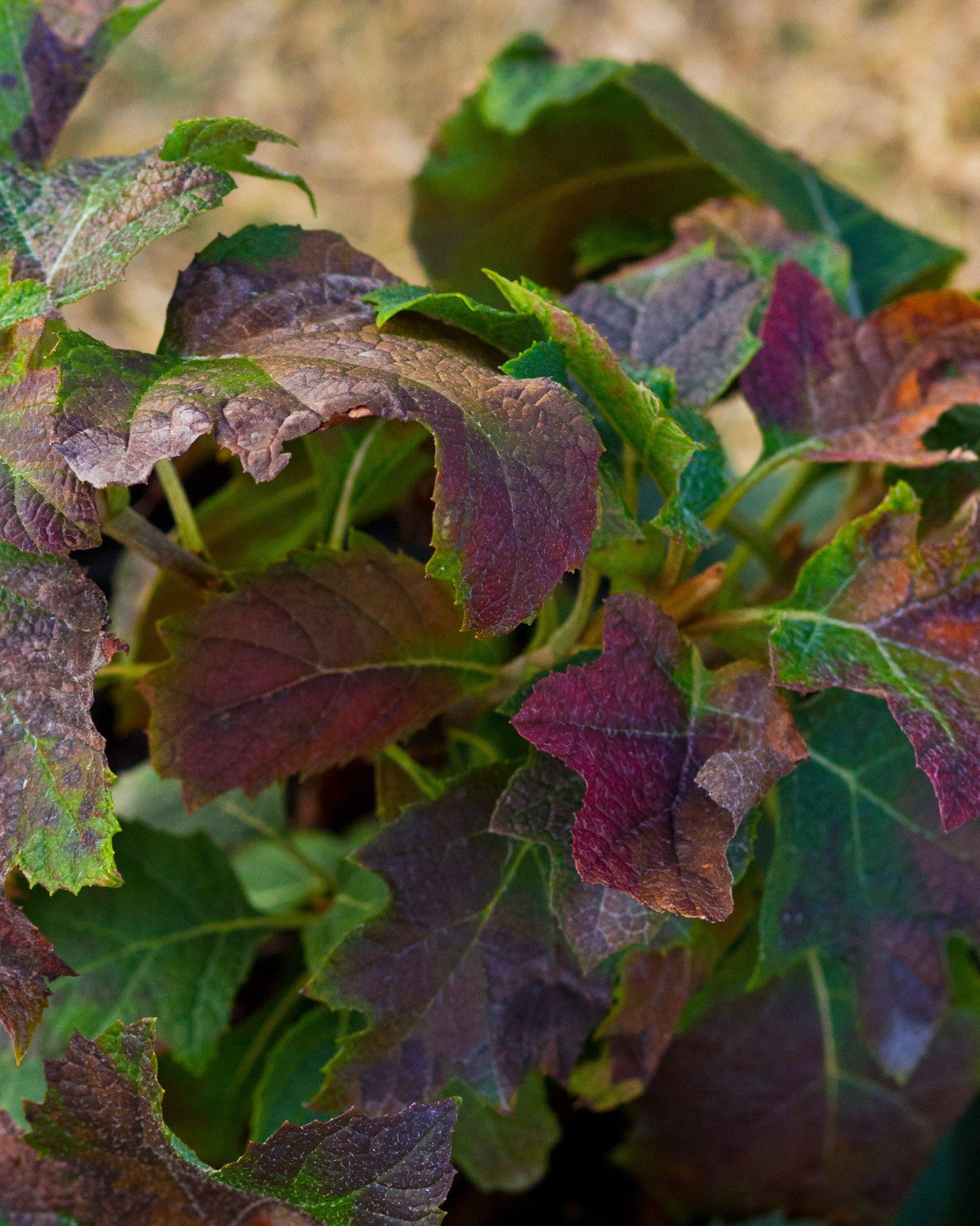 Oakleaf Hydrangea Ruby Slippers - view 5