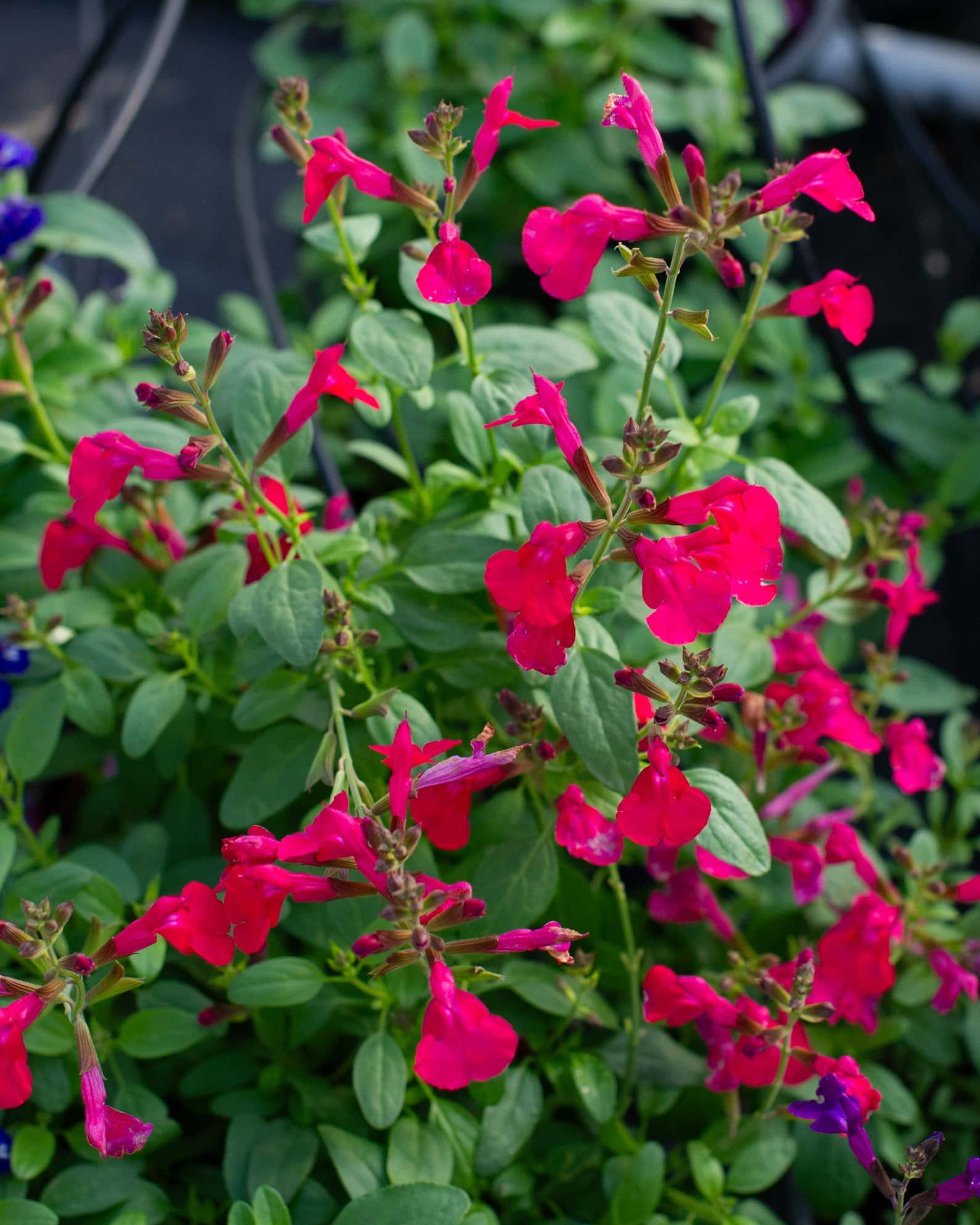 Mirage Hot Pink Salvia Greggii - Image 1