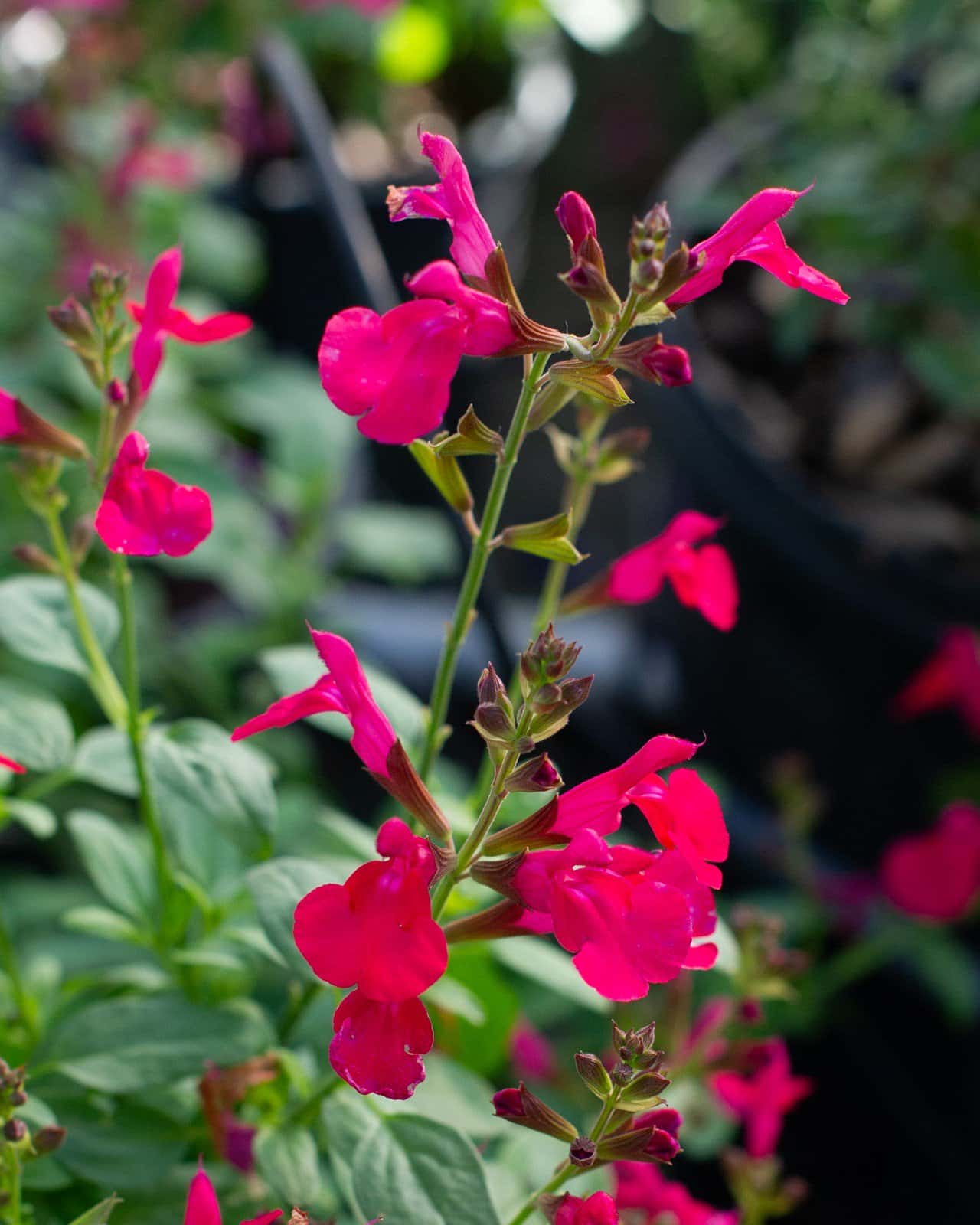Mirage Hot Pink Salvia Greggii - Image 2
