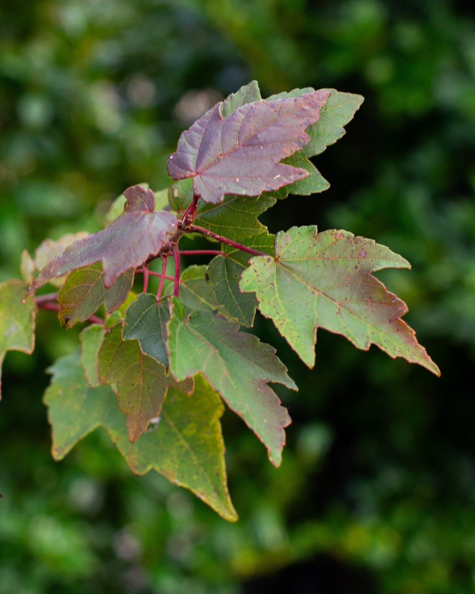 Summer Red Maple