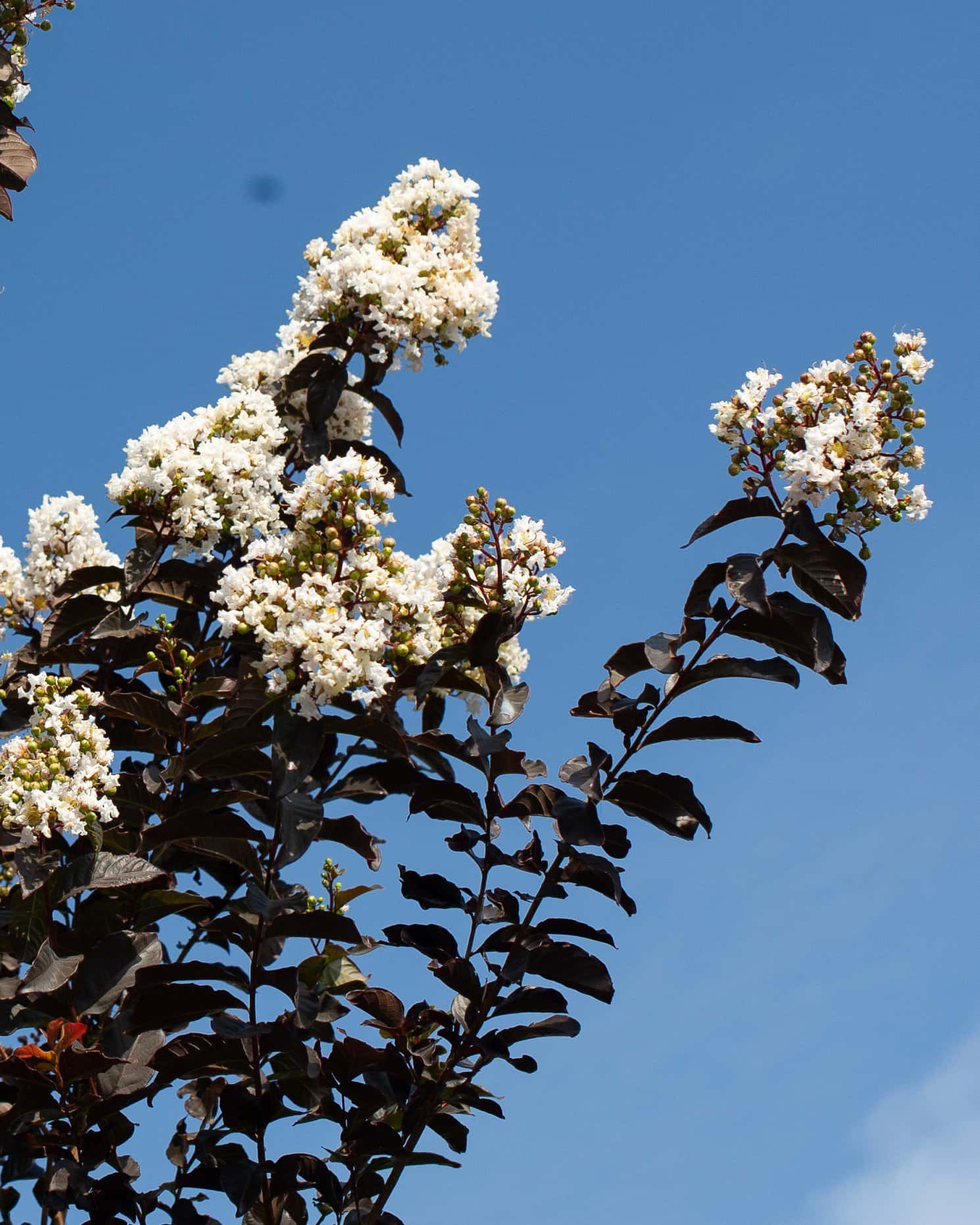 Ebony Ivory Crape Myrtle - Main Image