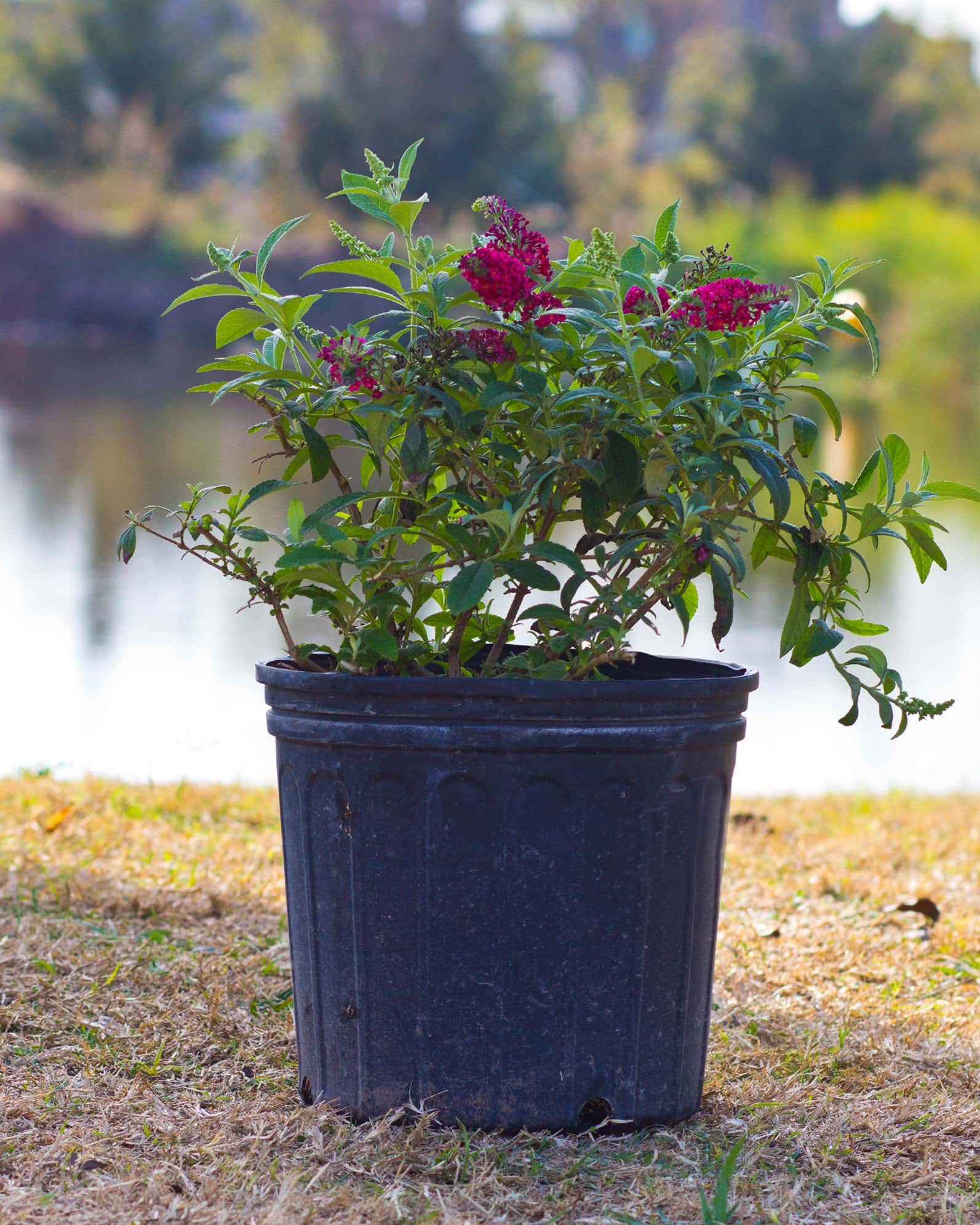 CranRazz Buddleia Butterfly Bush - Image 5