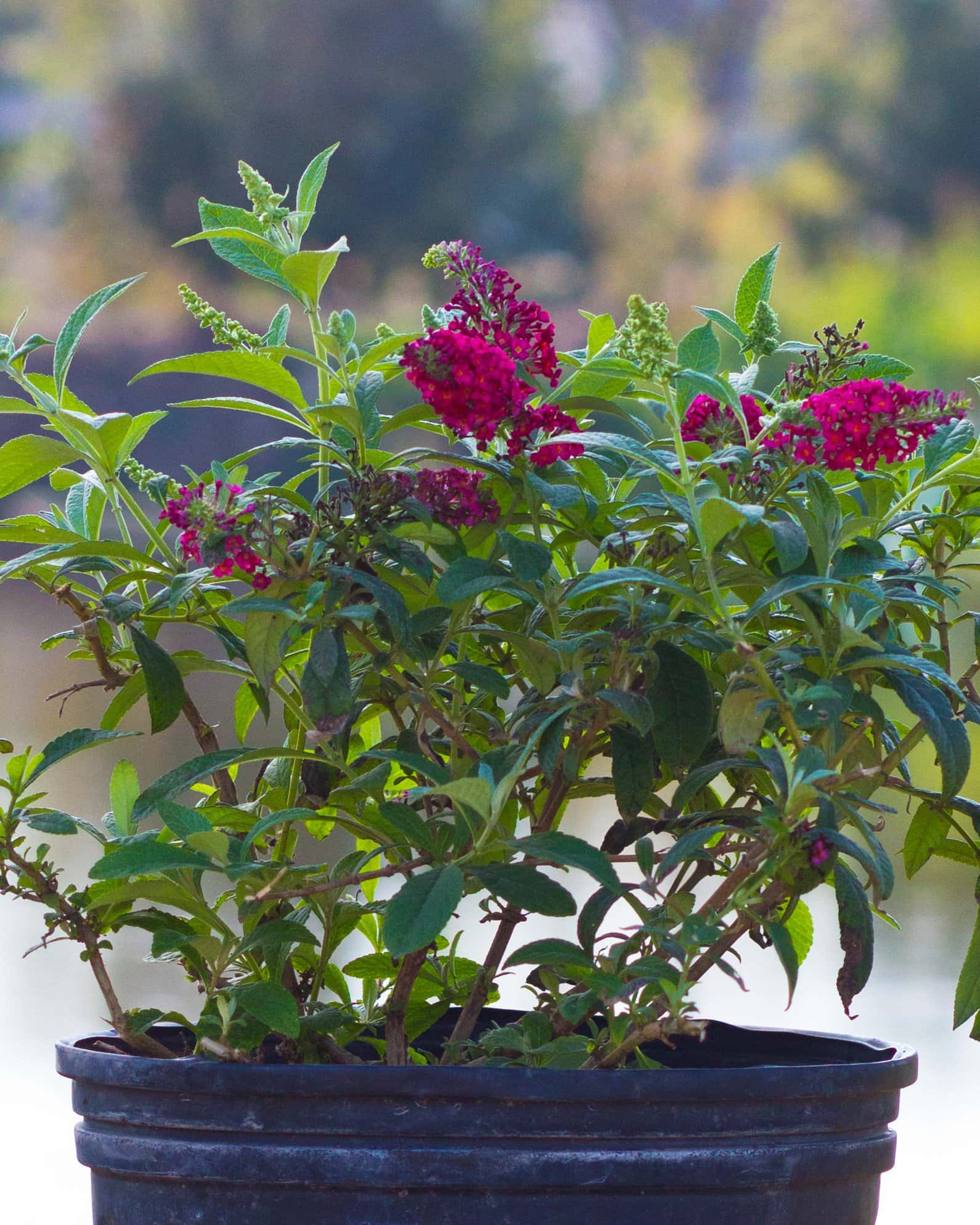 CranRazz Buddleia Butterfly Bush - Image 6