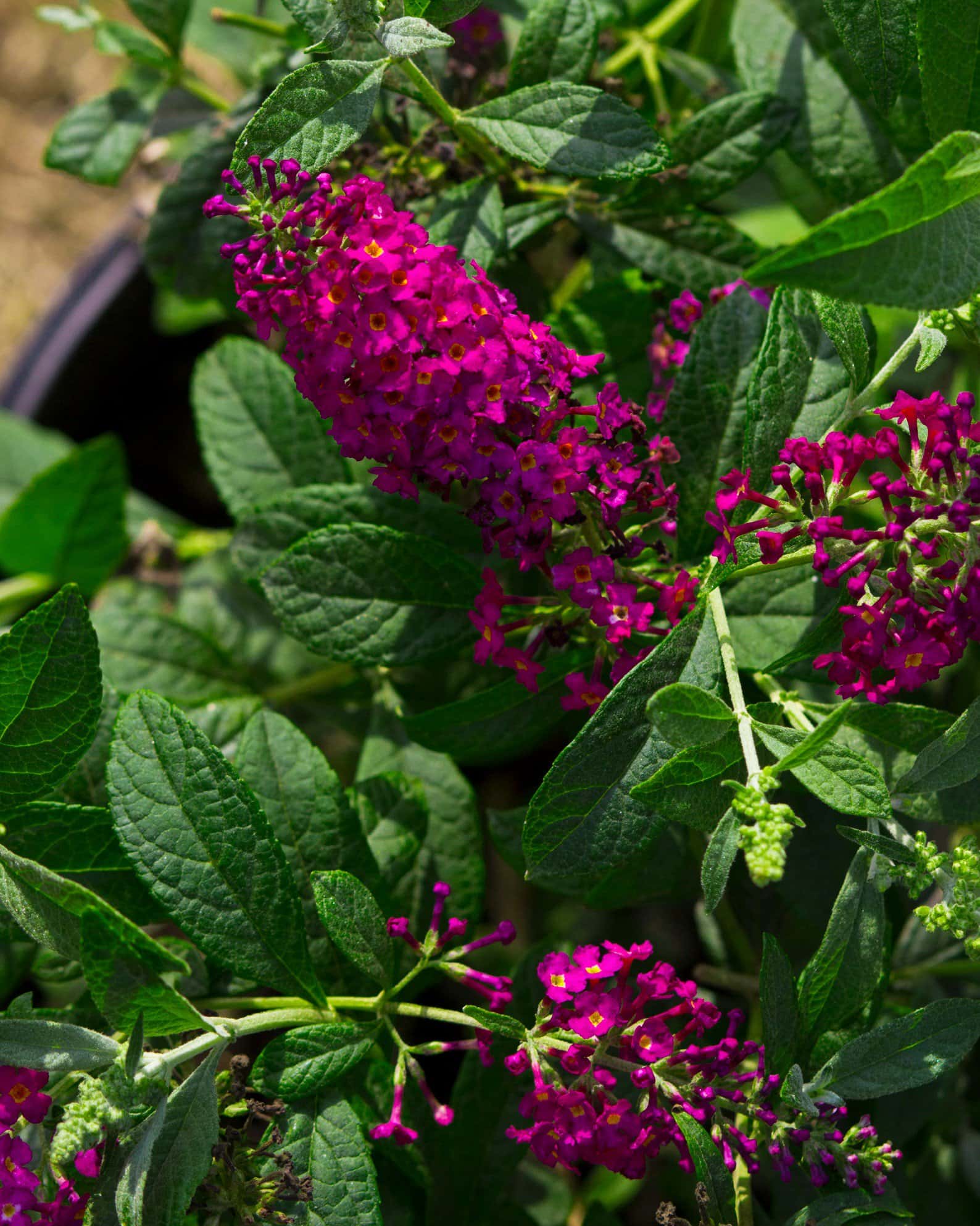 CranRazz Buddleia Butterfly Bush - Image 7
