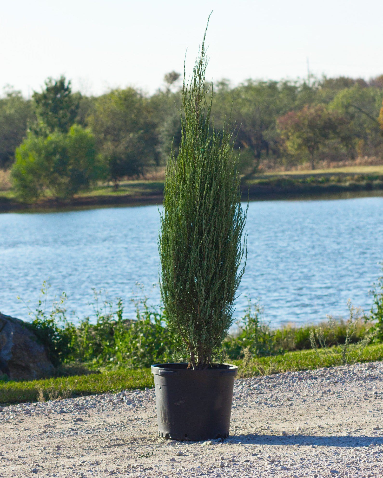 Skyrocket Juniper - view 5