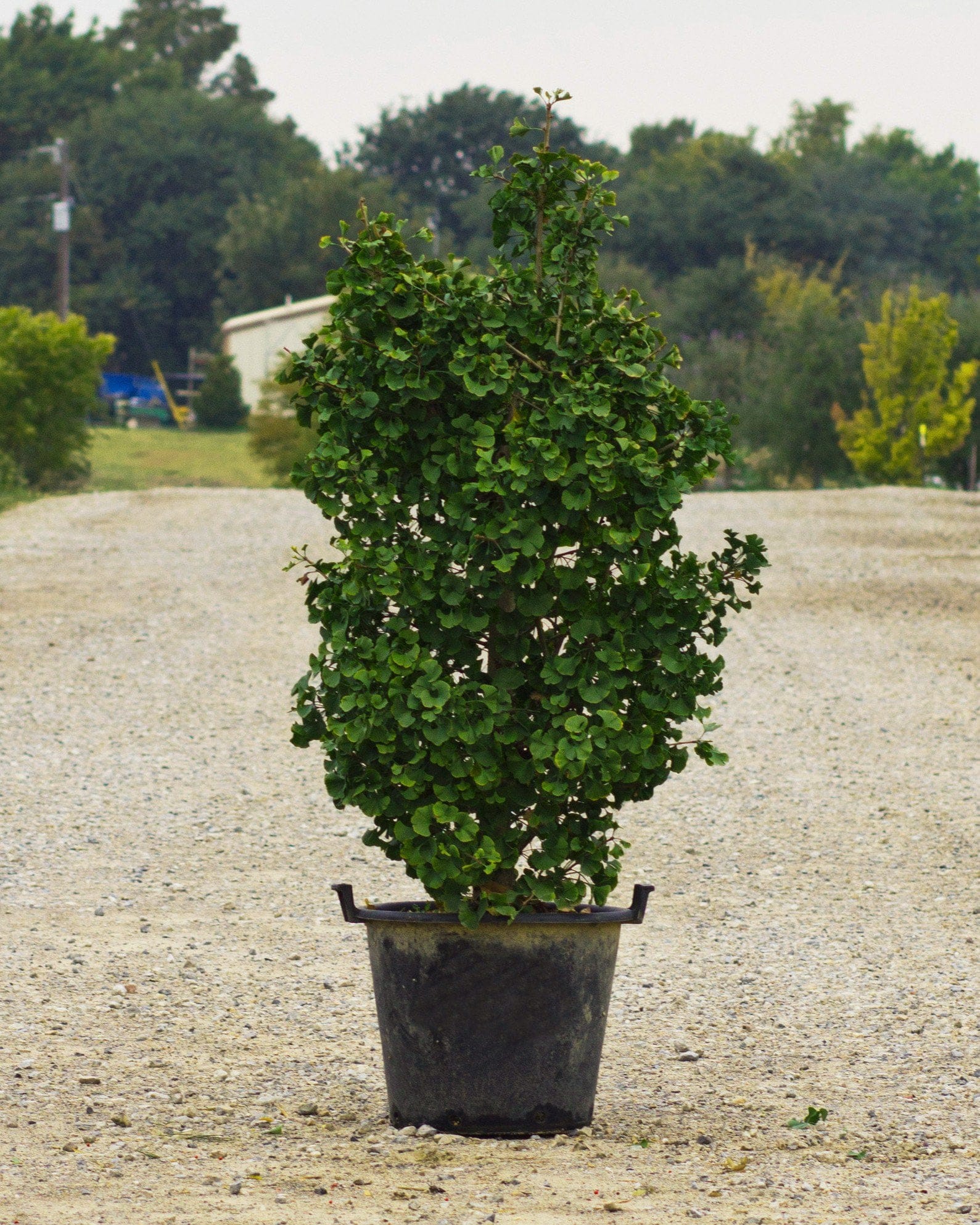 Gnome Ginkgo - view 5