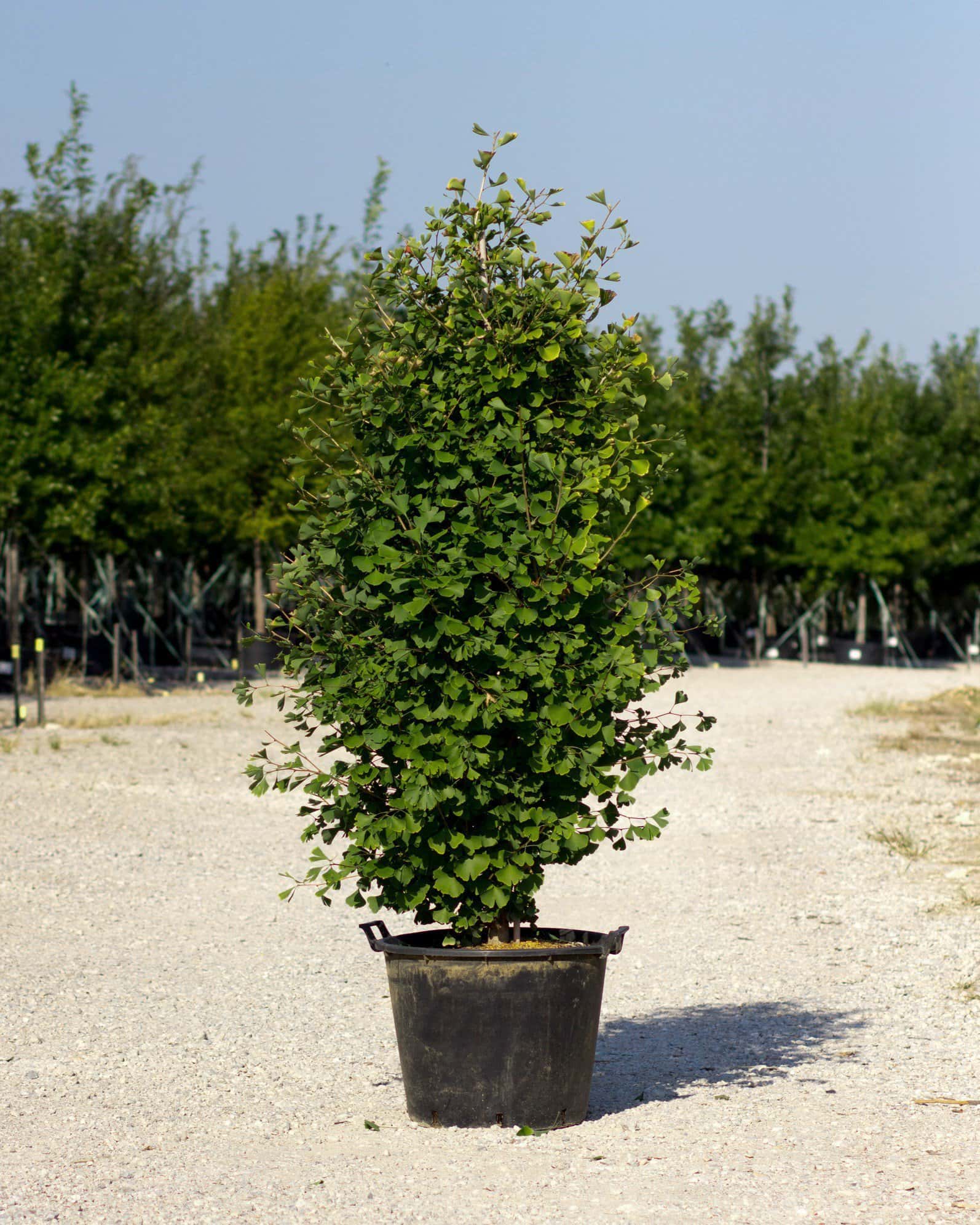 Goldspire Ginkgo - Main Image