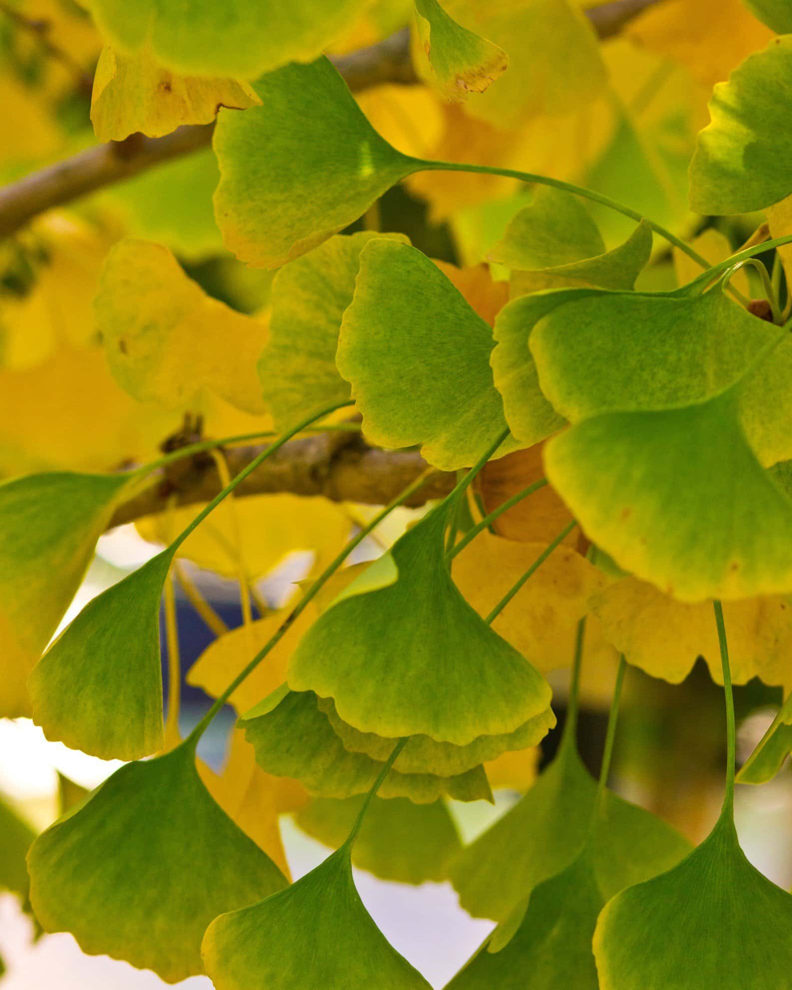 Presidential Gold Ginkgo - Image 6
