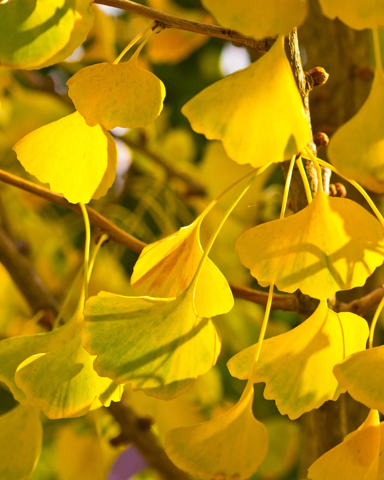 Presidential Gold Ginkgo - Image 7