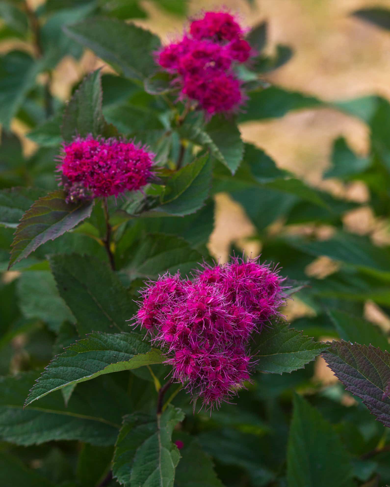 Double Play Doozie Spirea - Main Image