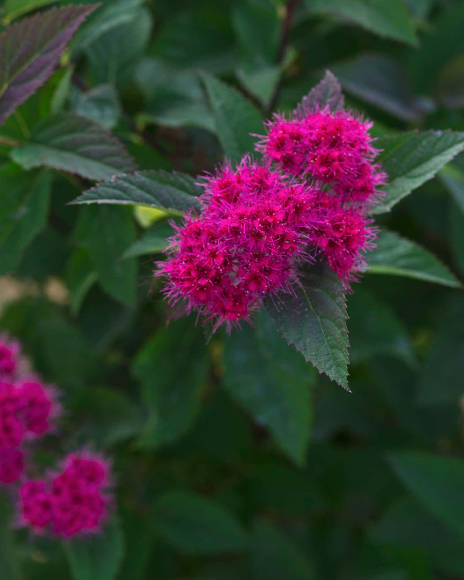 Double Play Doozie Spirea - Image 1