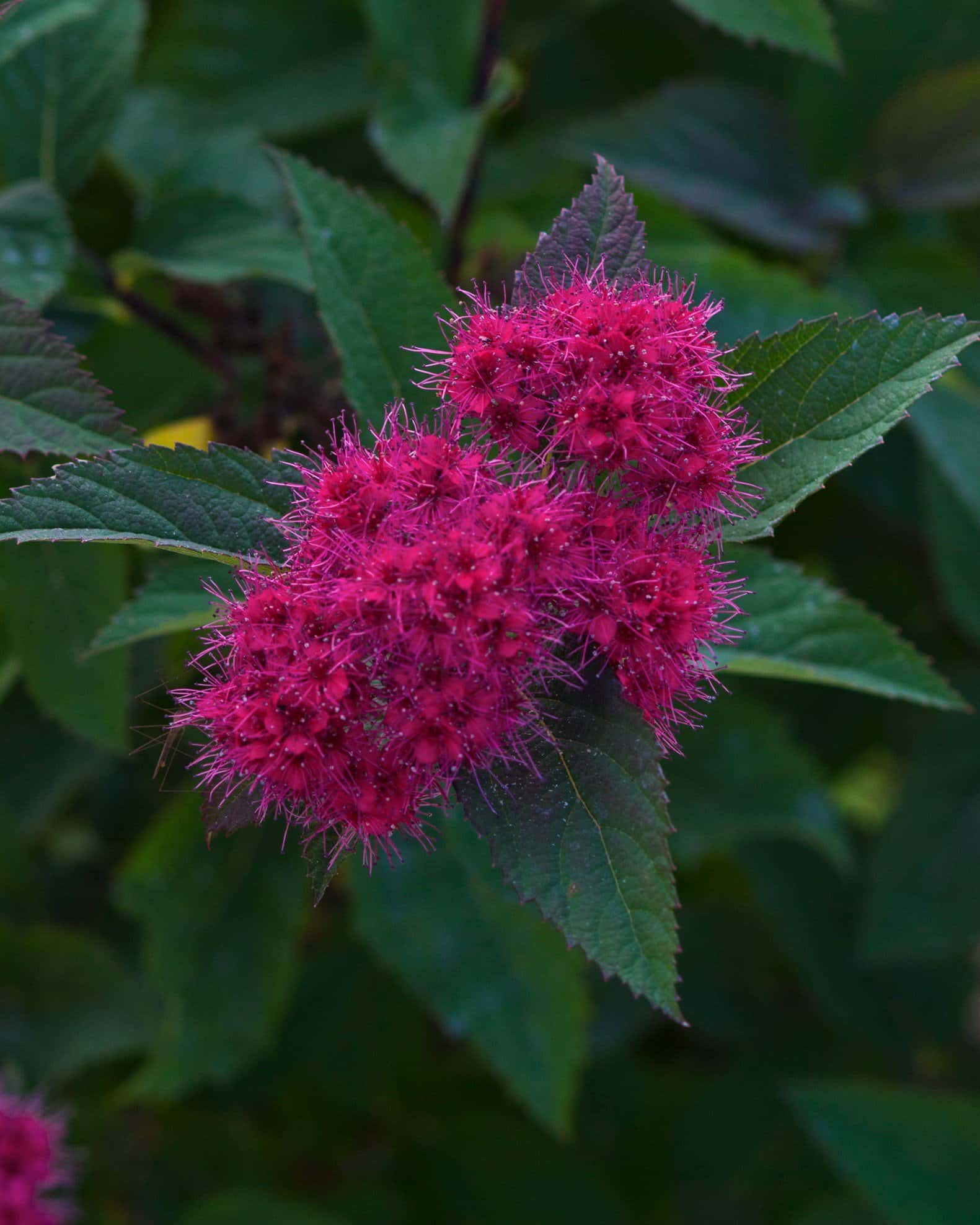 Double Play Doozie Spirea - Image 2