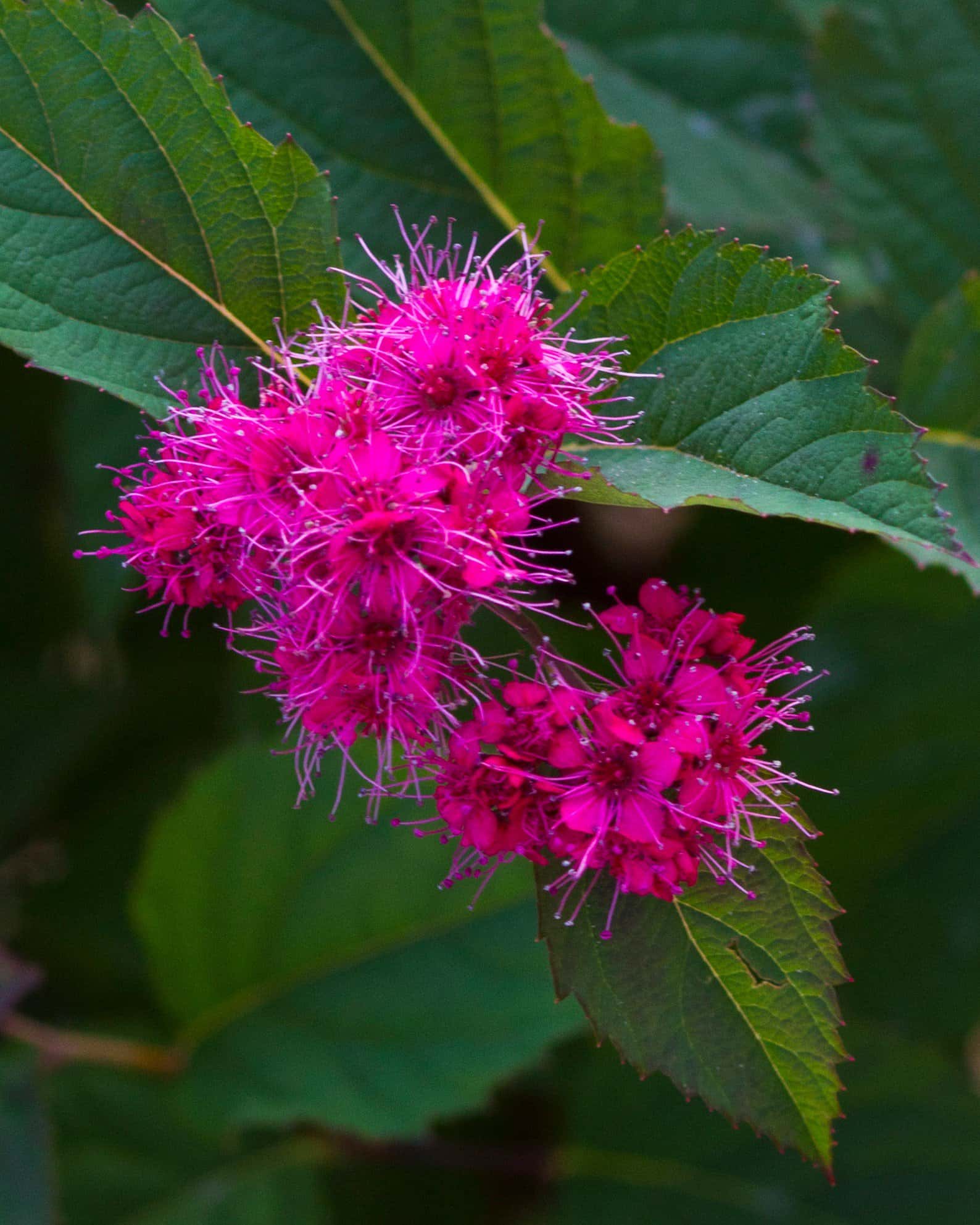 Double Play Doozie Spirea - Image 3