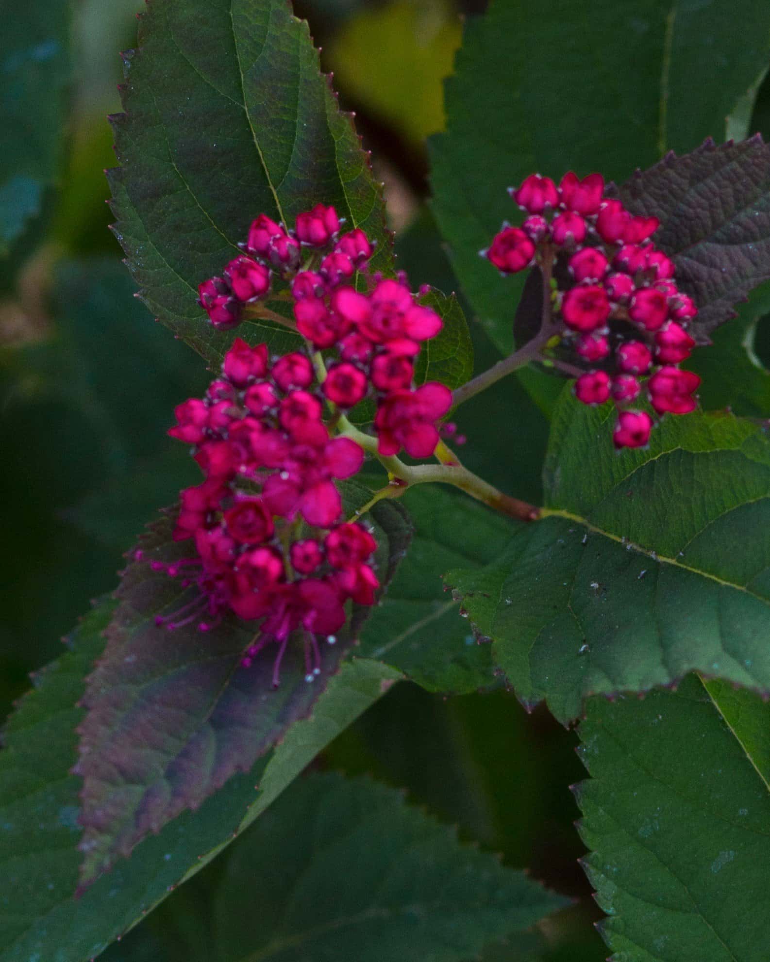 Double Play Doozie Spirea - Image 4