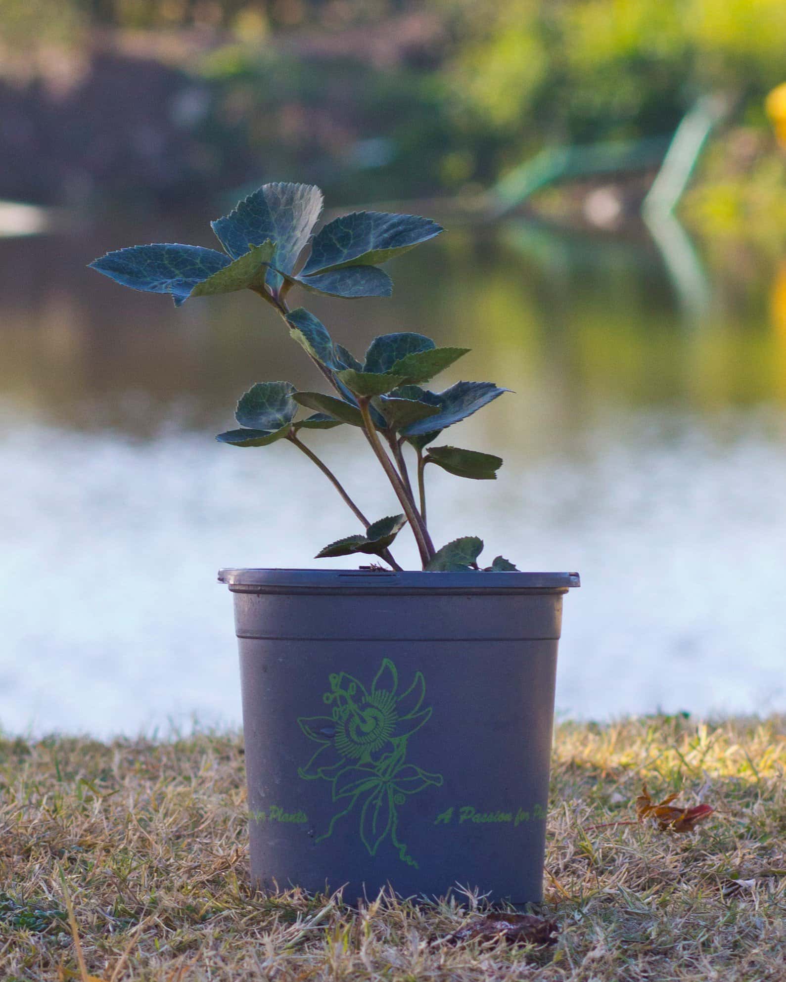 Frostkiss Molly's White Helleborus - Image 6