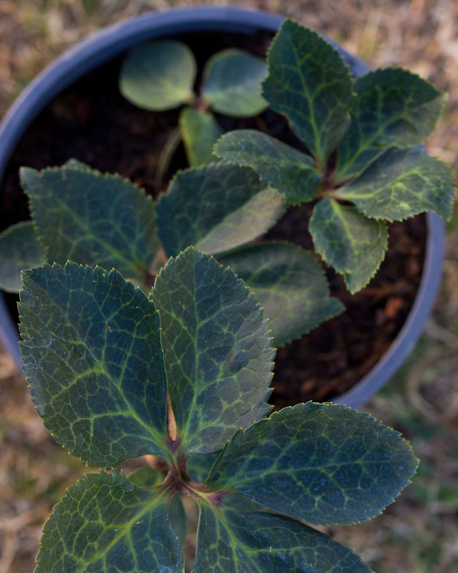 Frostkiss Molly's White Helleborus - Image 7