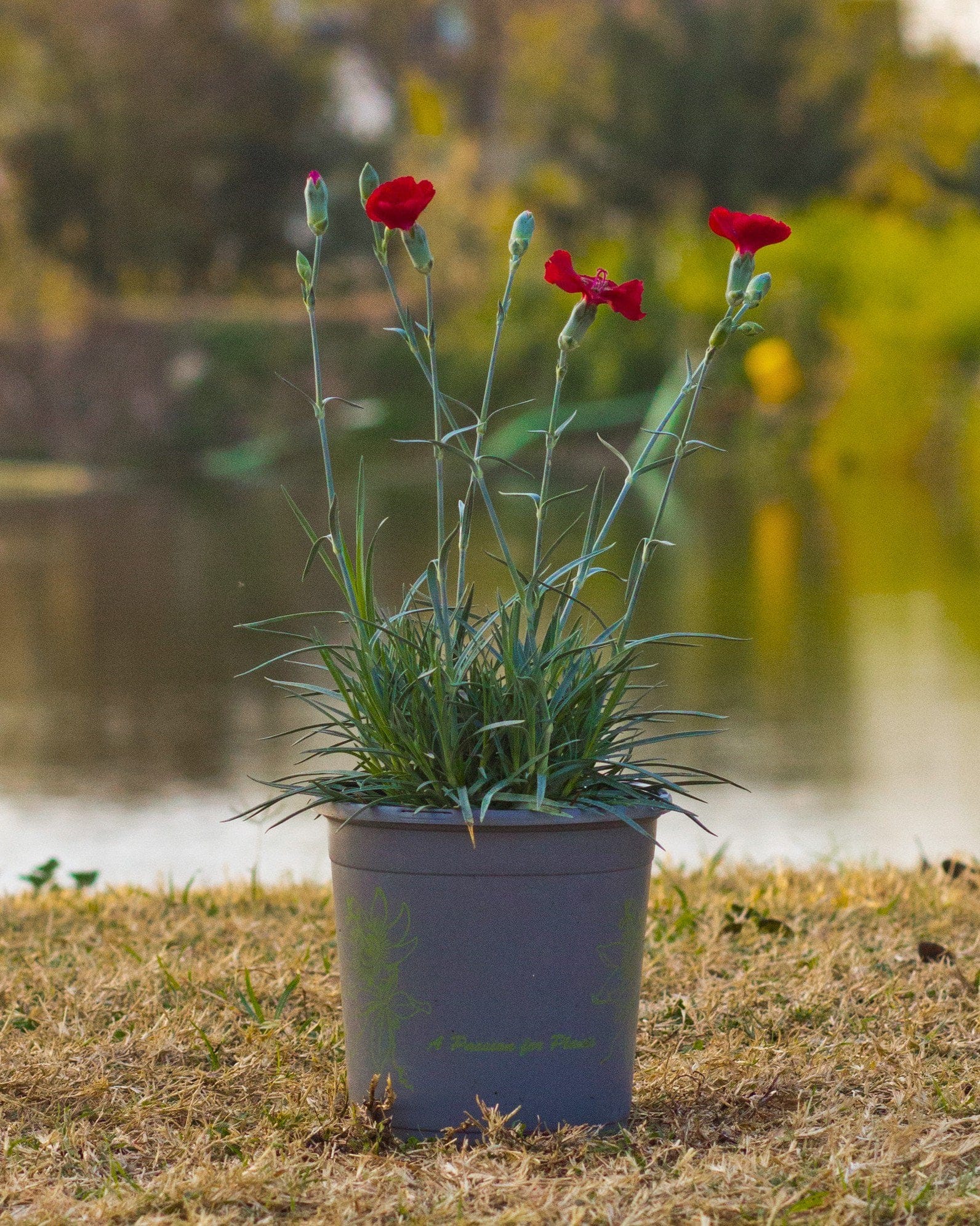 American Pie Cherry Pie Dianthus - view 2