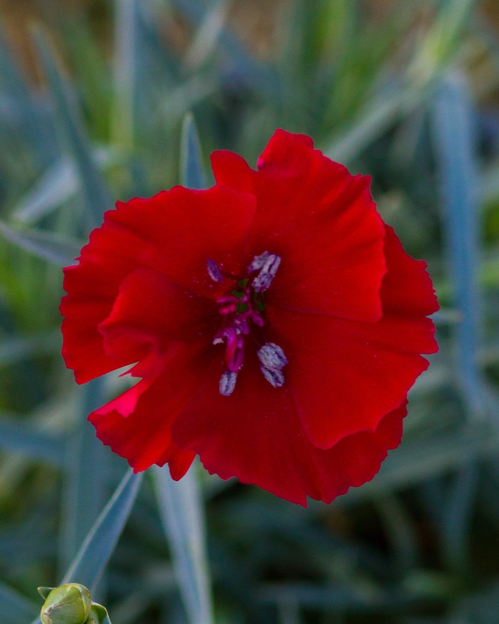 American Pie Cherry Pie Dianthus - view 3