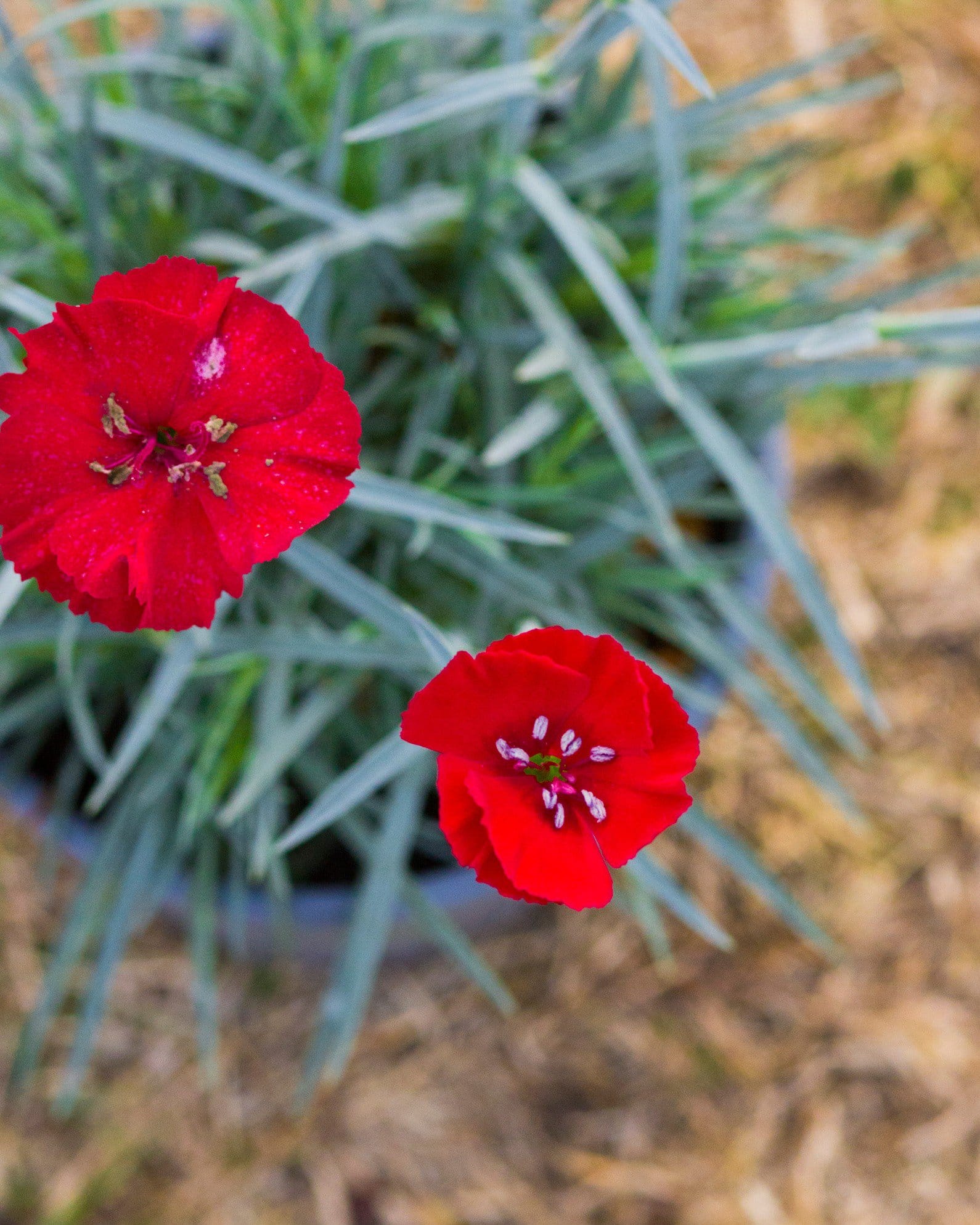 American Pie Cherry Pie Dianthus - view 4