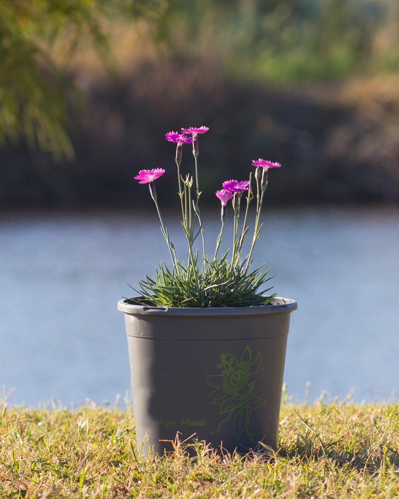 Firewitch Dianthus - view 3