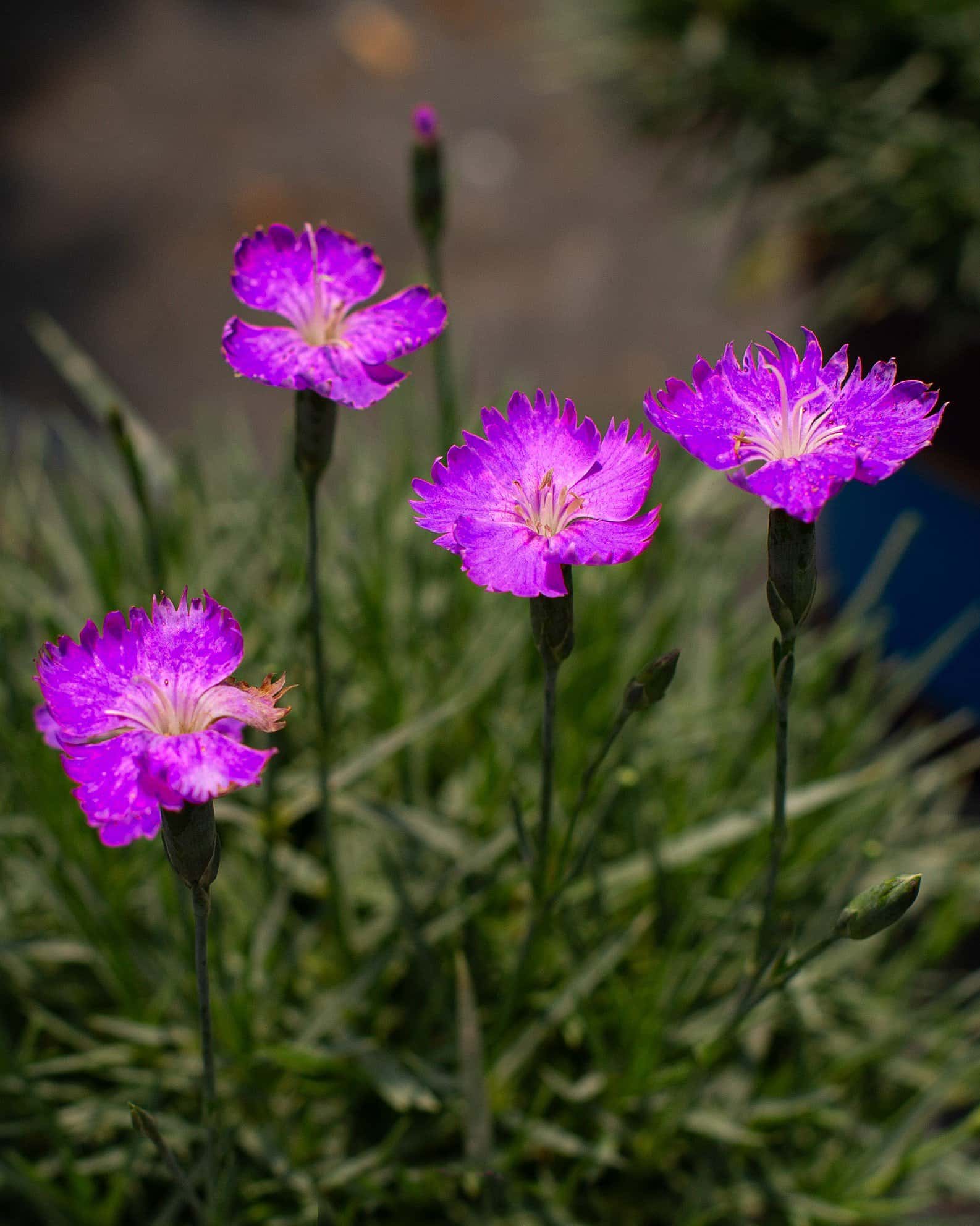 Firewitch Dianthus - Image 3
