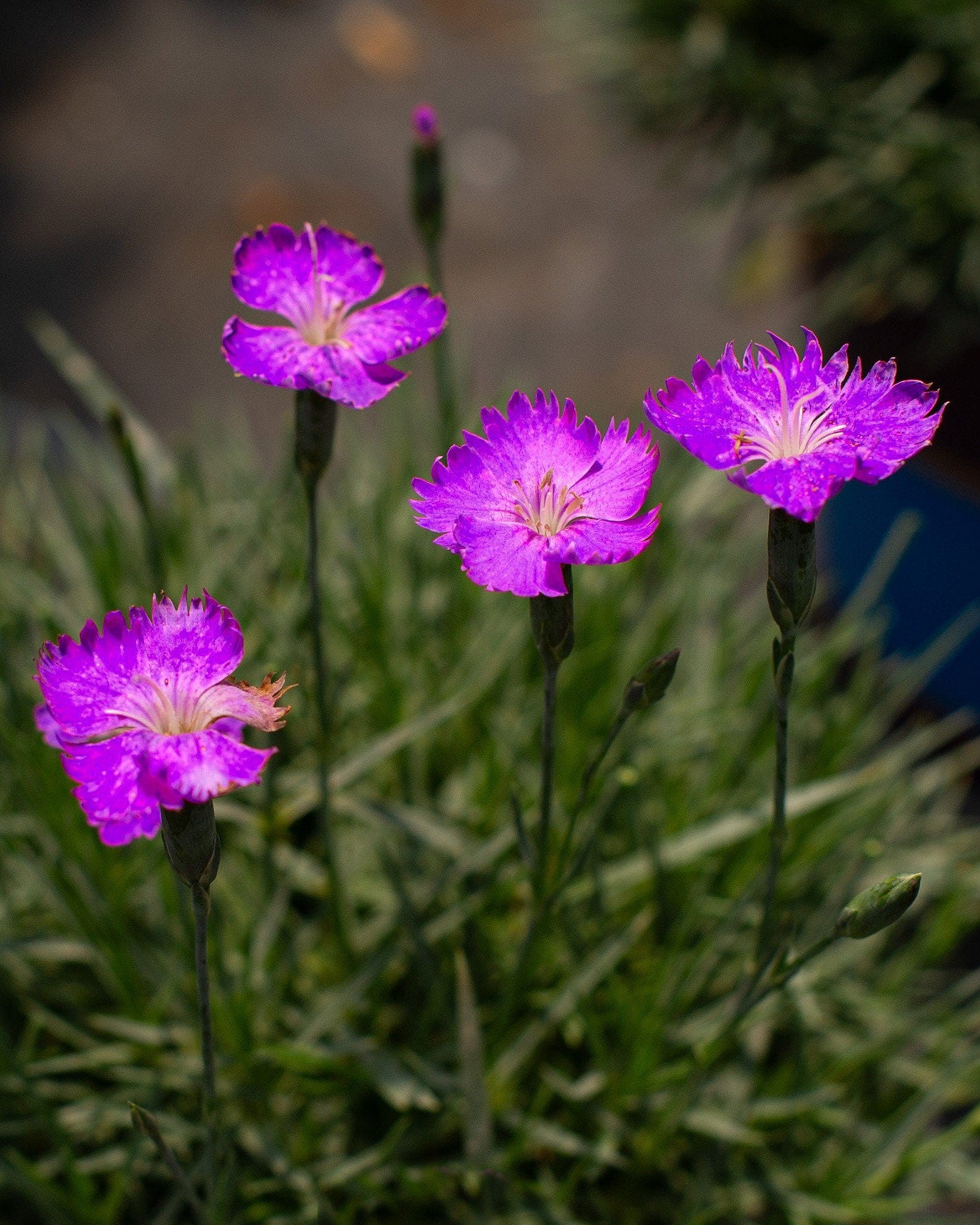 Firewitch Dianthus - view 4
