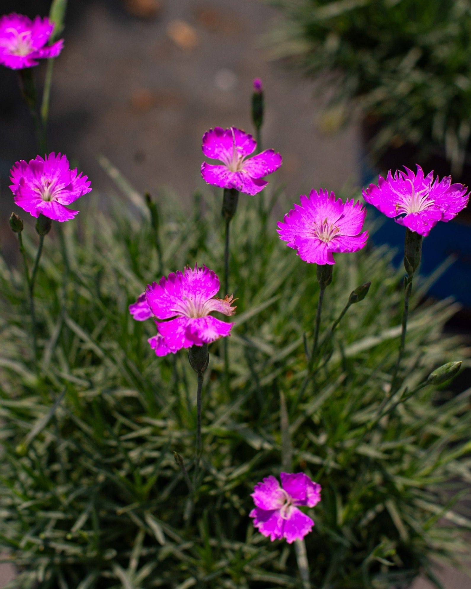 Firewitch Dianthus - view 5