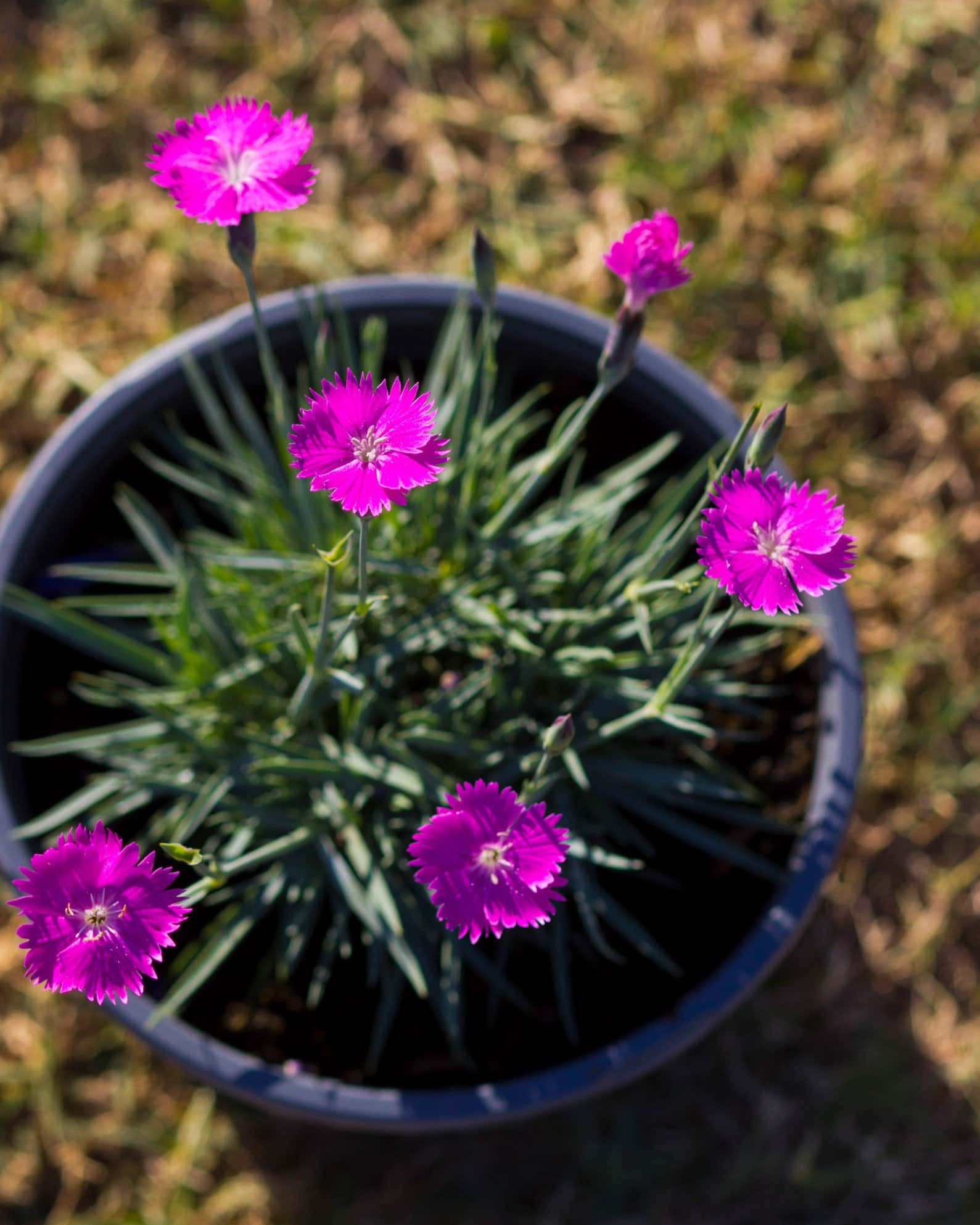 Firewitch Dianthus - Image 5