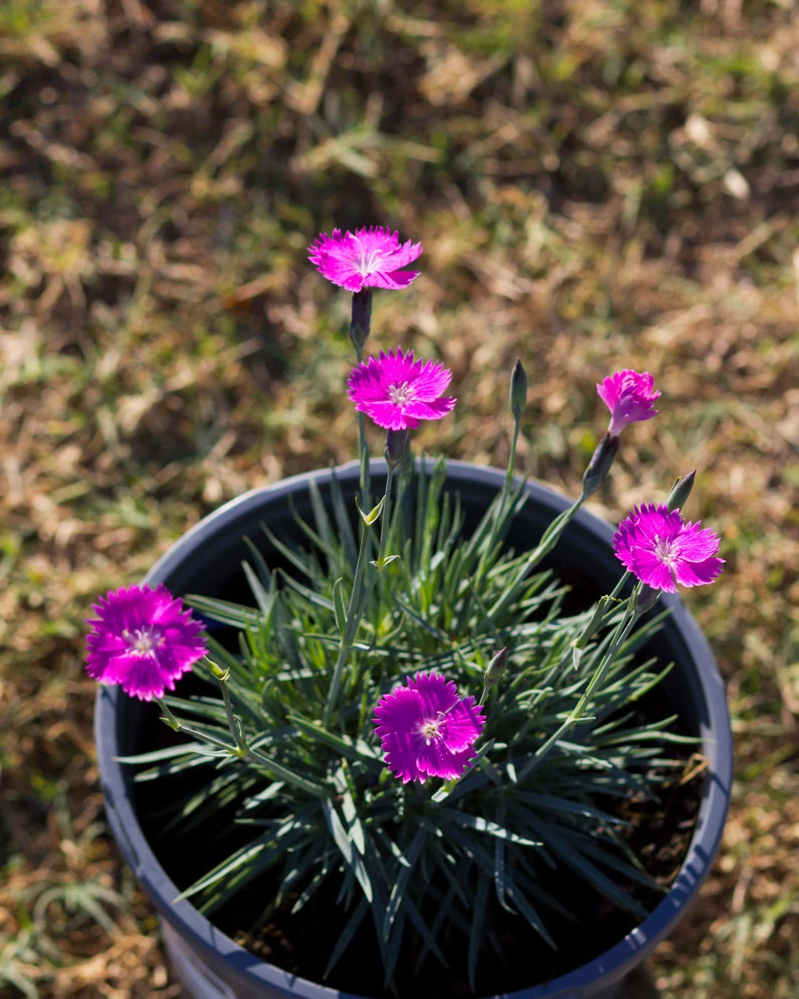 Firewitch Dianthus - Image 6