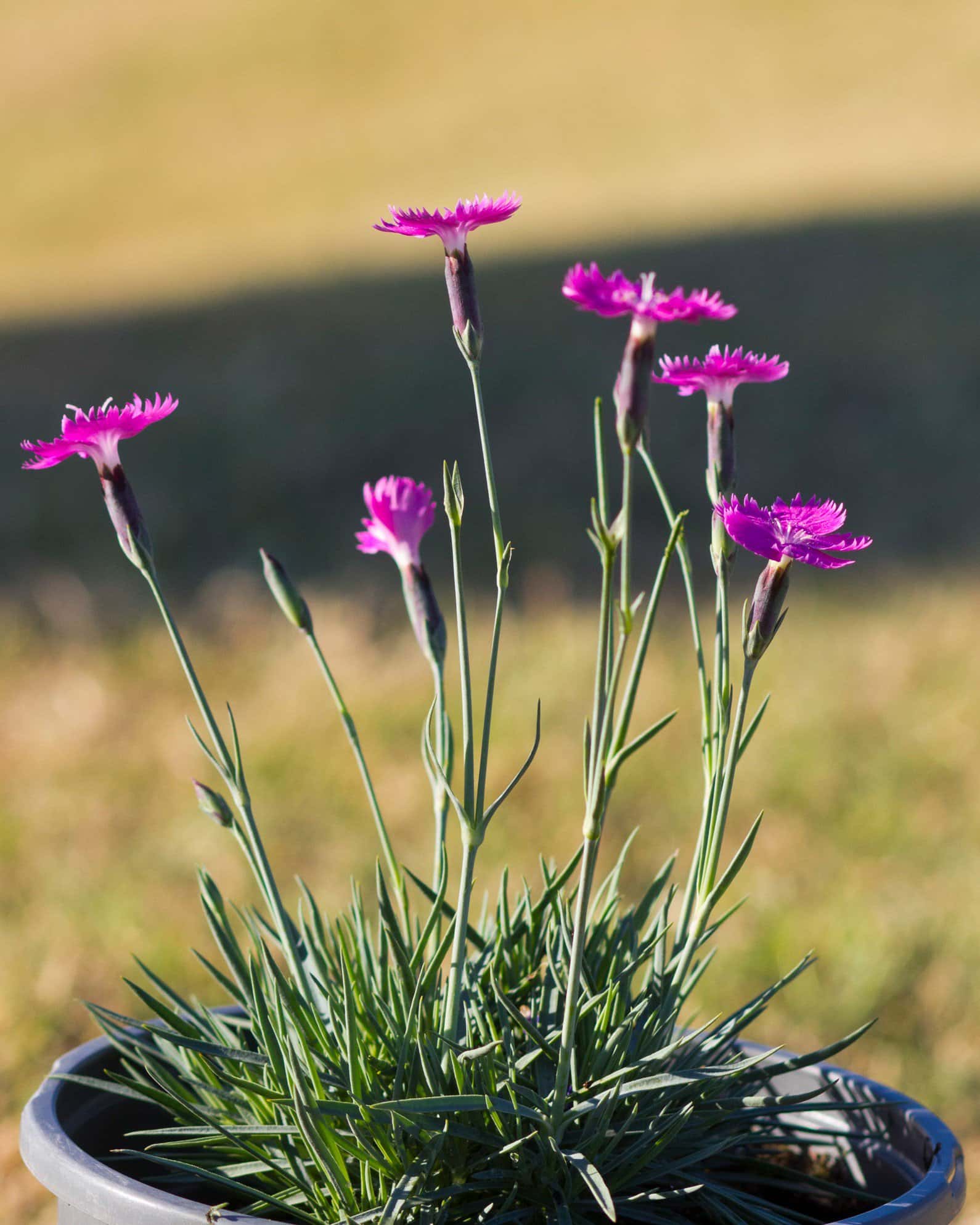 Firewitch Dianthus - Image 7