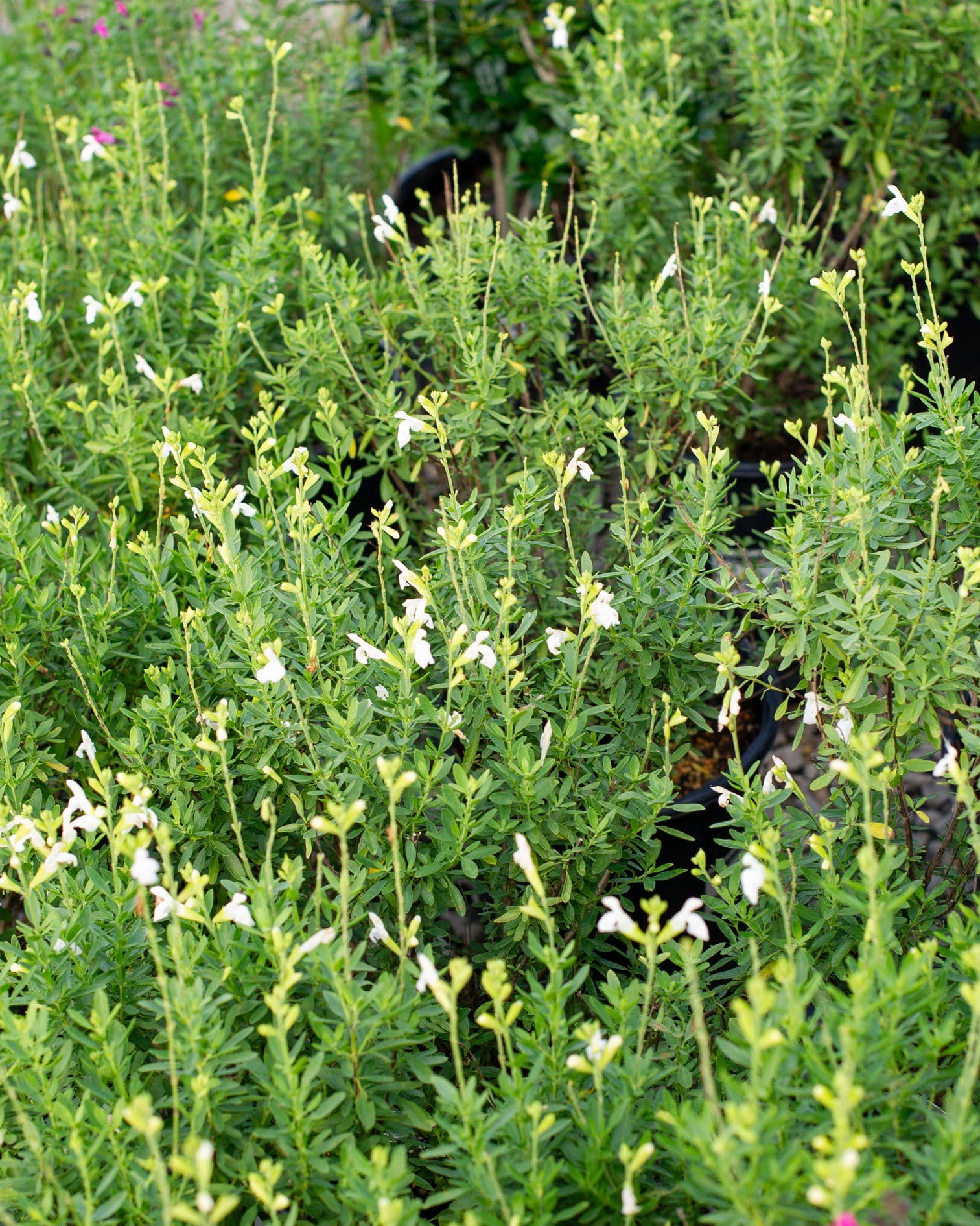 White Salvia Greggii - view 2
