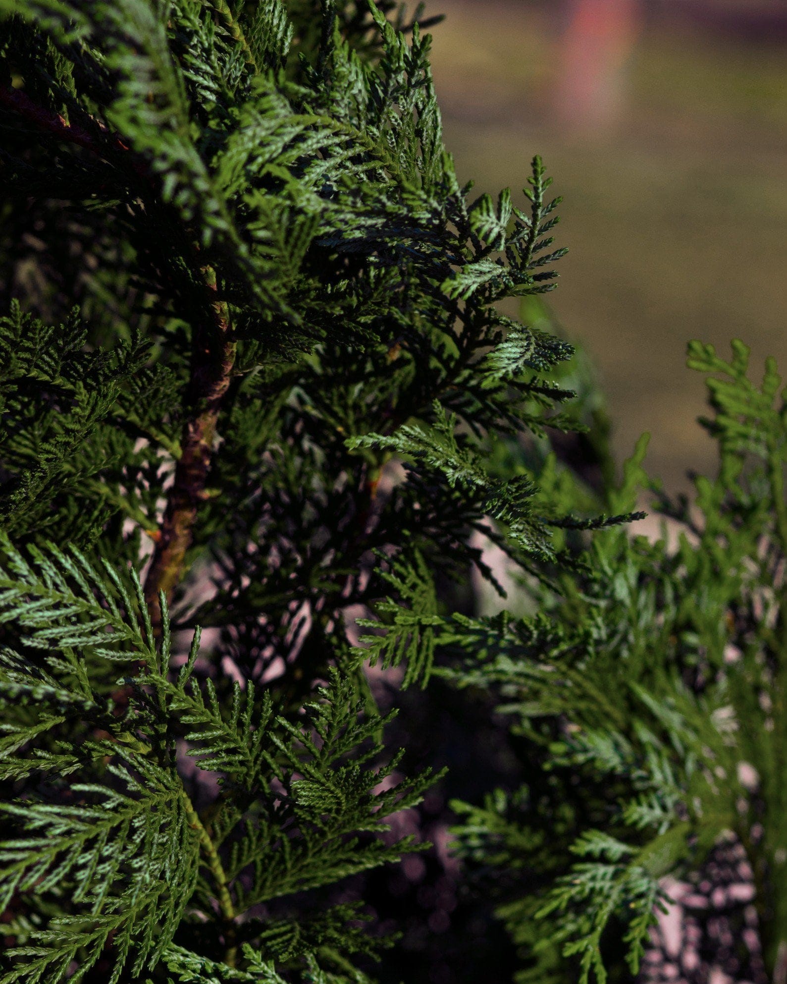 Leyland Cypress - view 2