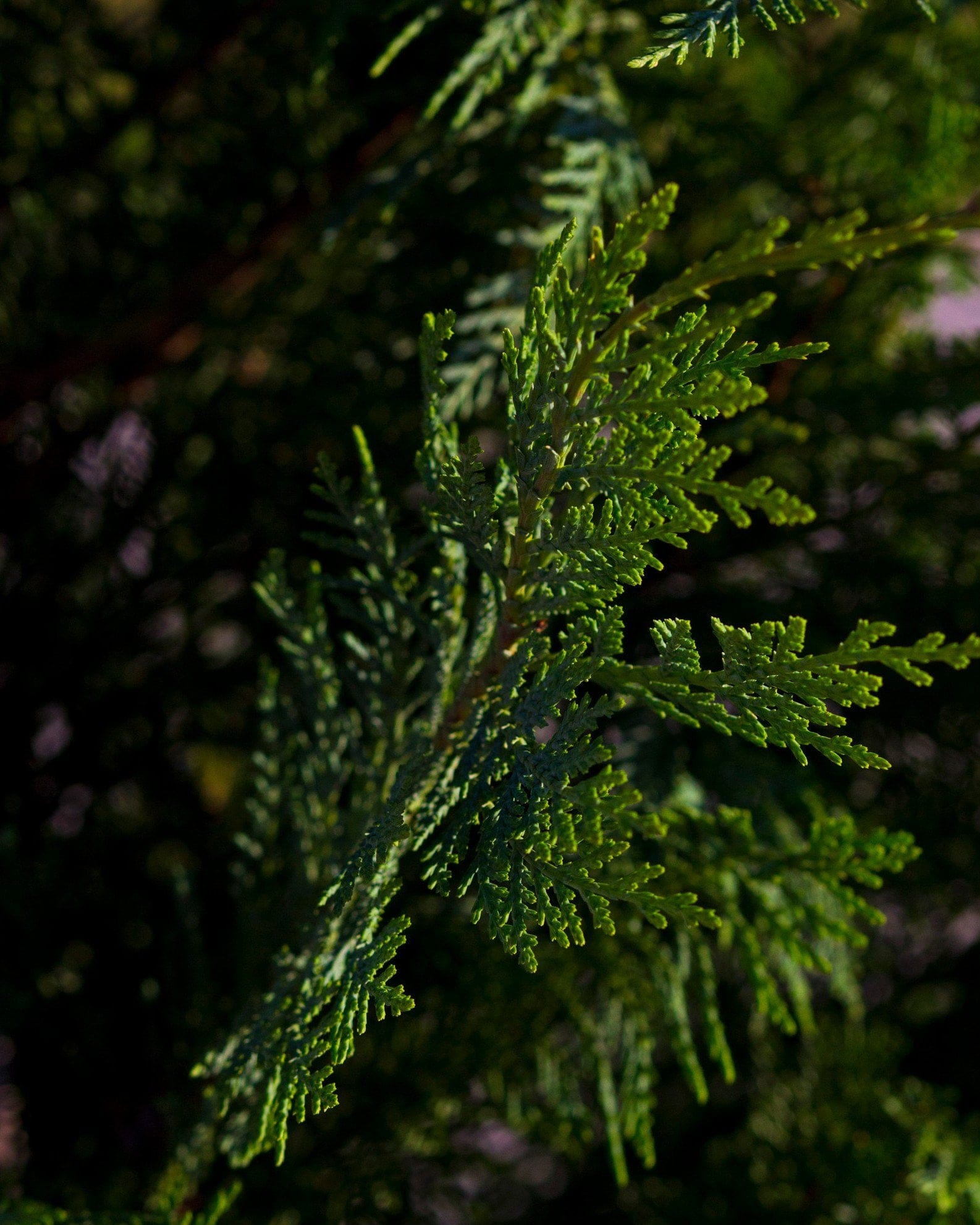 Leyland Cypress - view 3