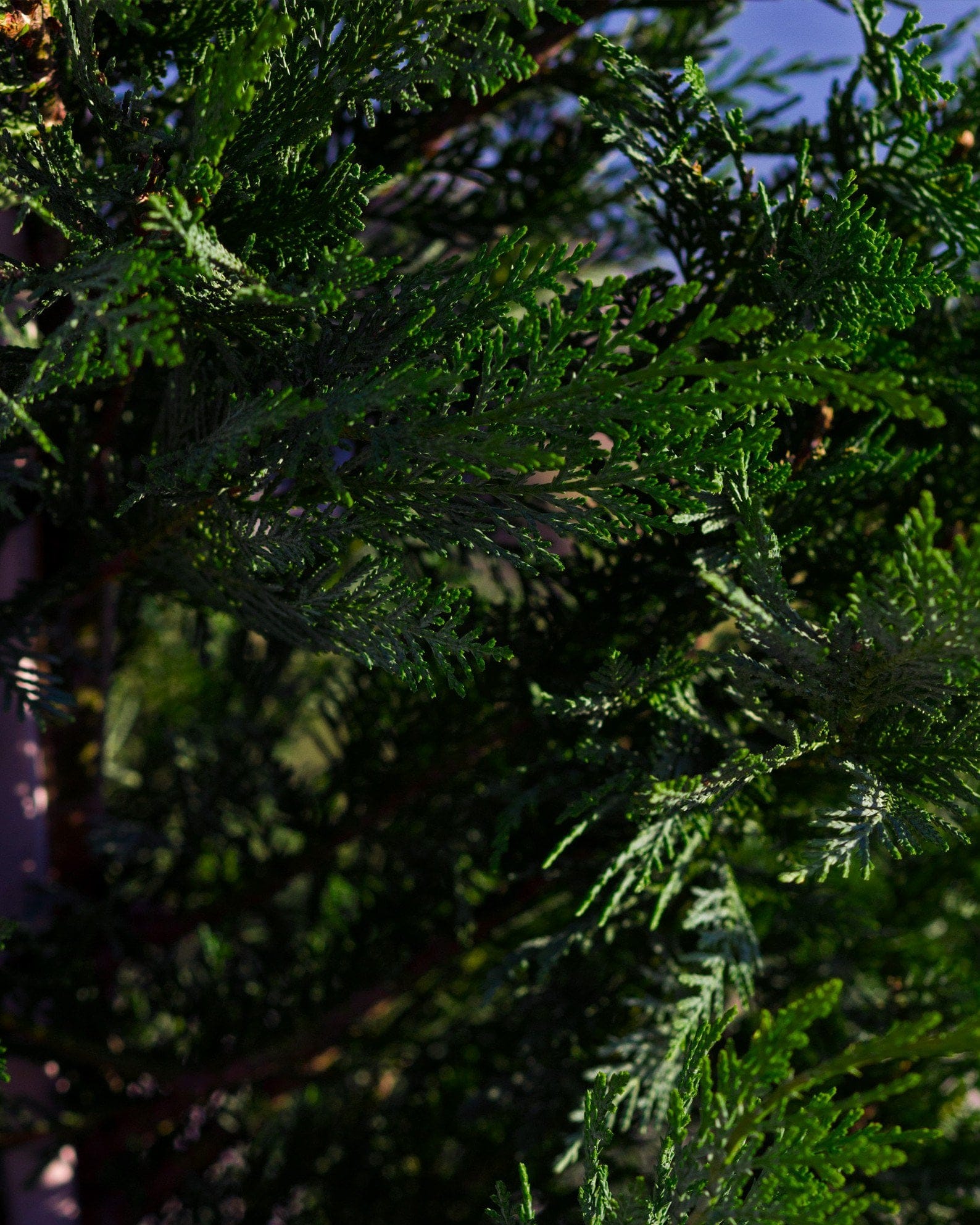 Leyland Cypress - view 4