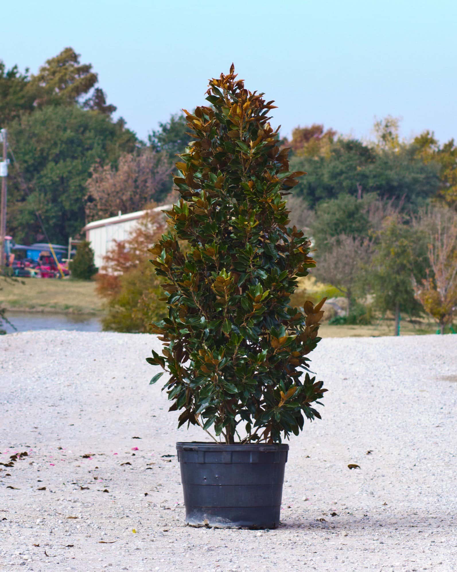 Little Gem Magnolia - Main Image