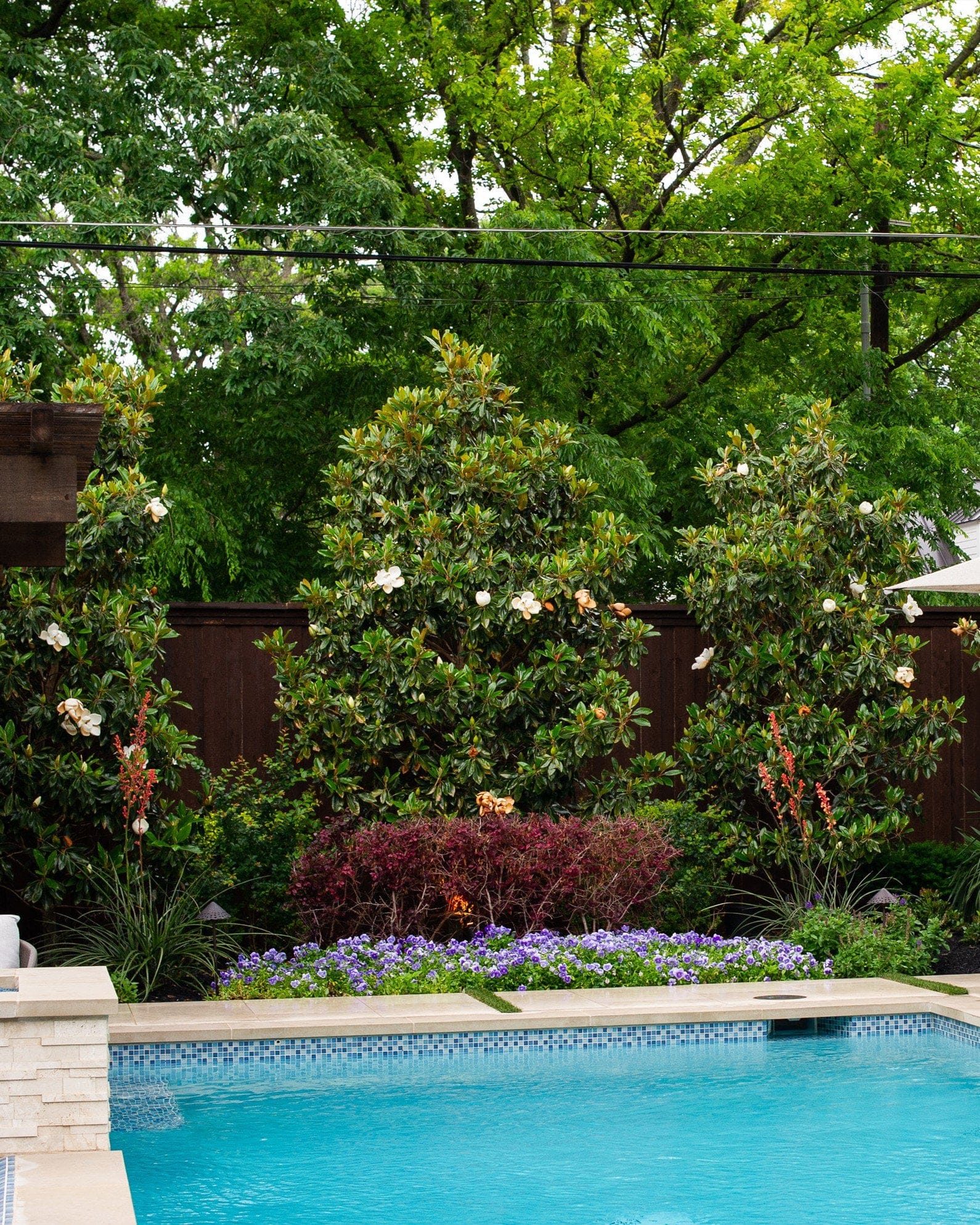 Little Gem Magnolia - view 2