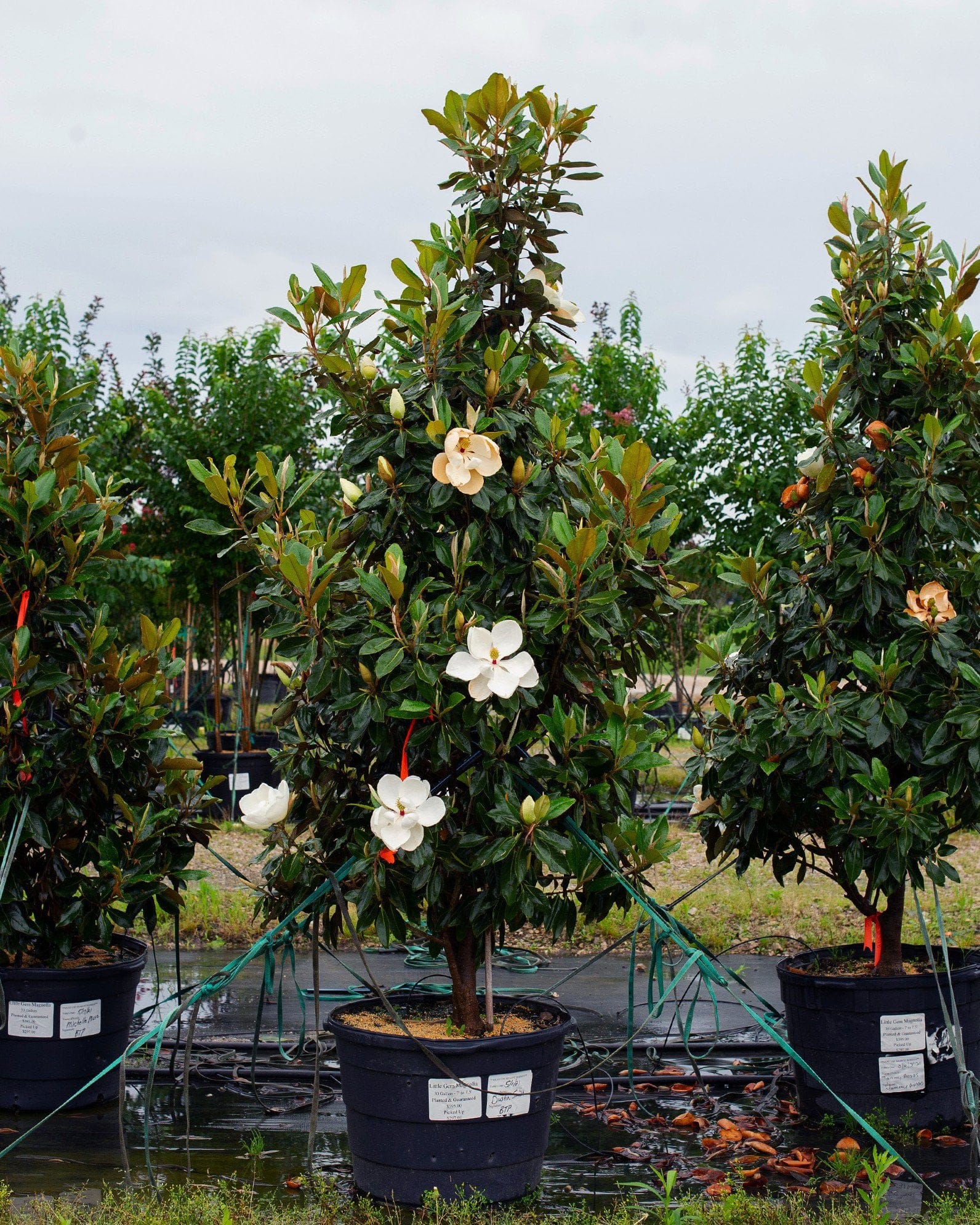 Little Gem Magnolia - view 3