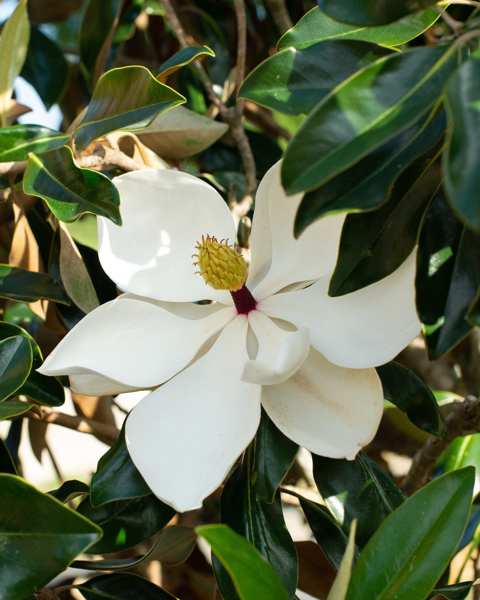 Little Gem Magnolia - view 4