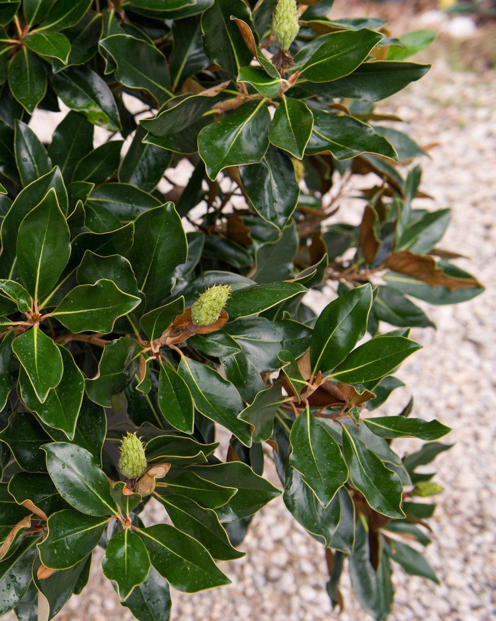 Little Gem Magnolia - view 5