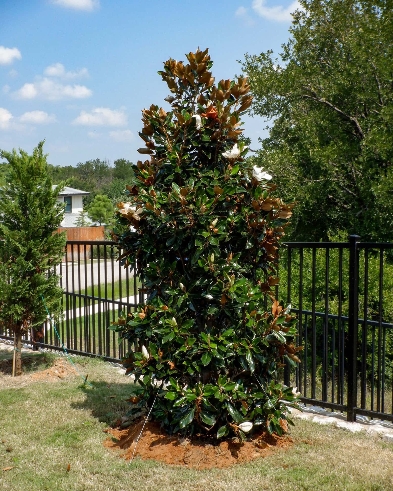 Little Gem Magnolia - Image 5